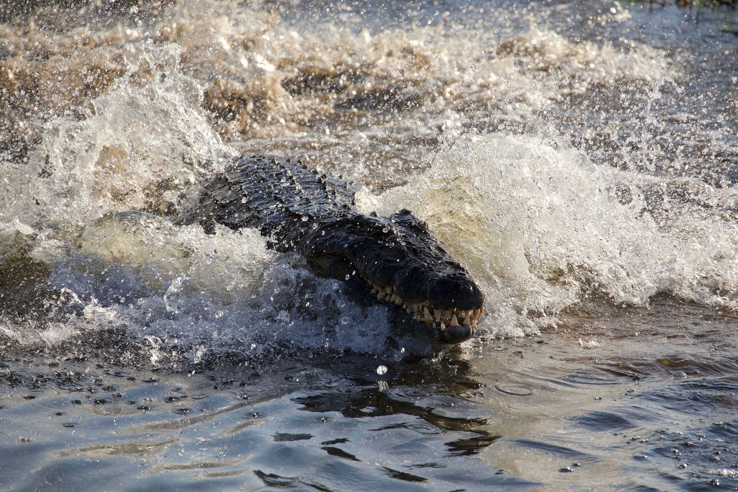 Coccodrillo al Sabi Sands