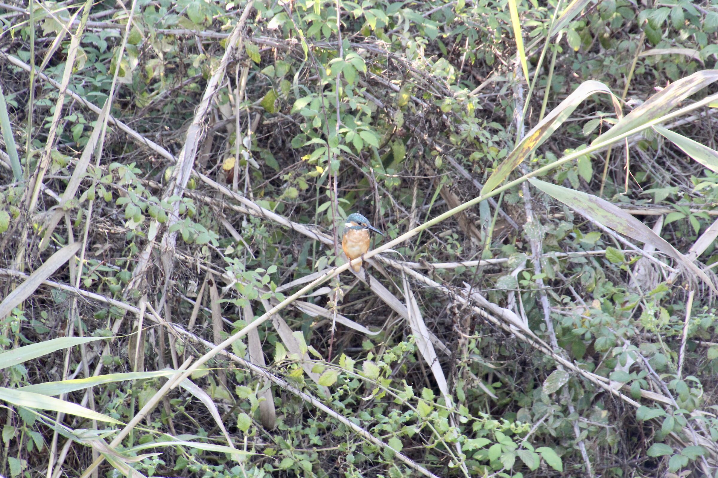 Martin Pescatore - Alcedo Atthis