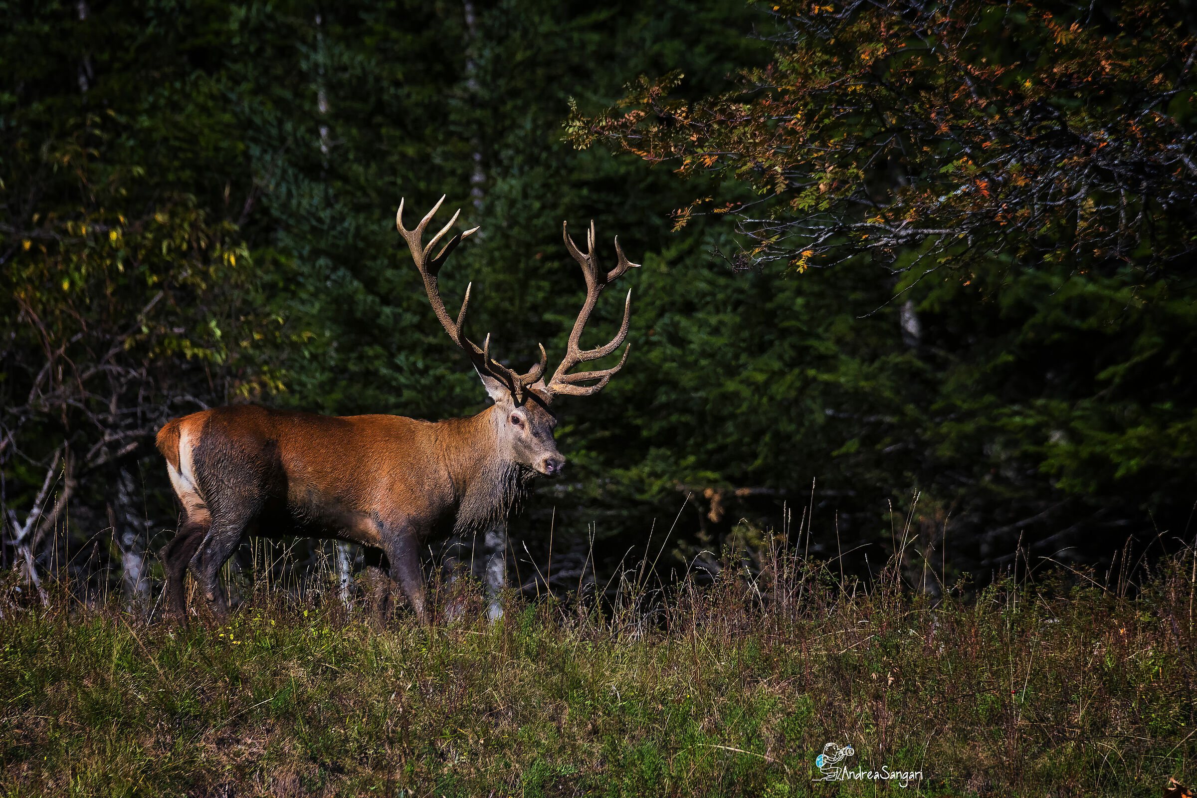 The relaxed deer now....