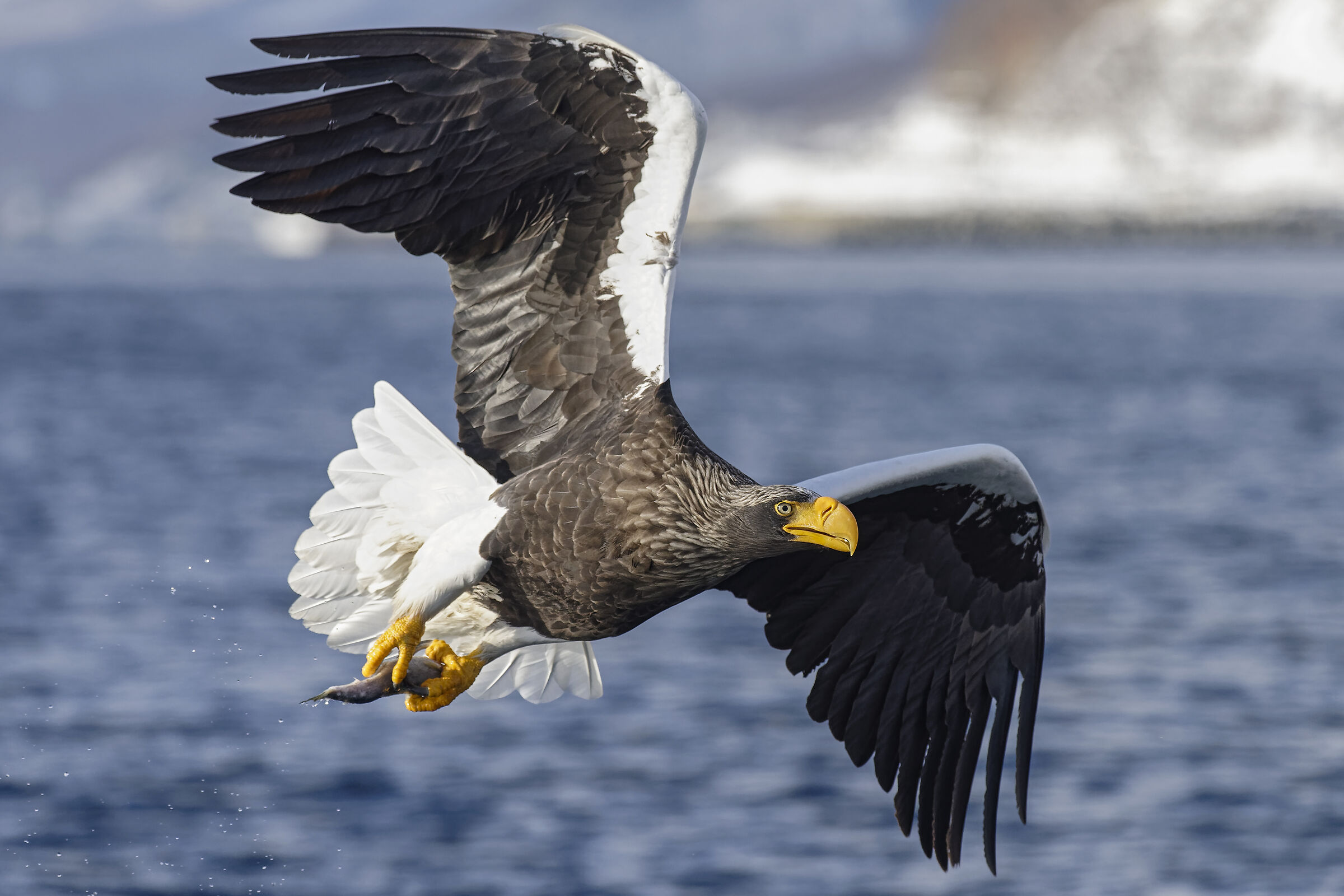 The Queen of The Ghiaggi