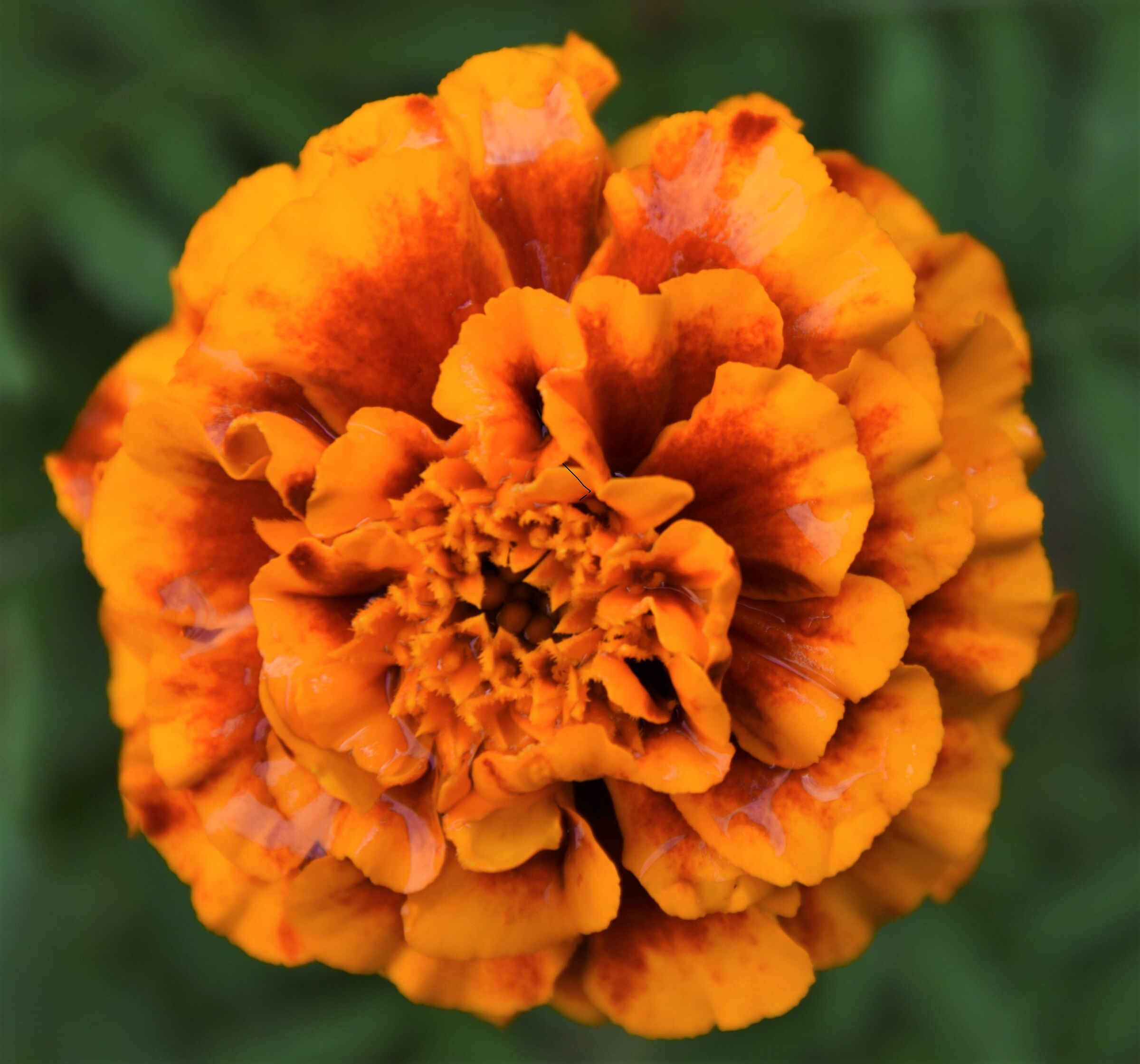 a color for a dedication to a master. Dedicated to Werner