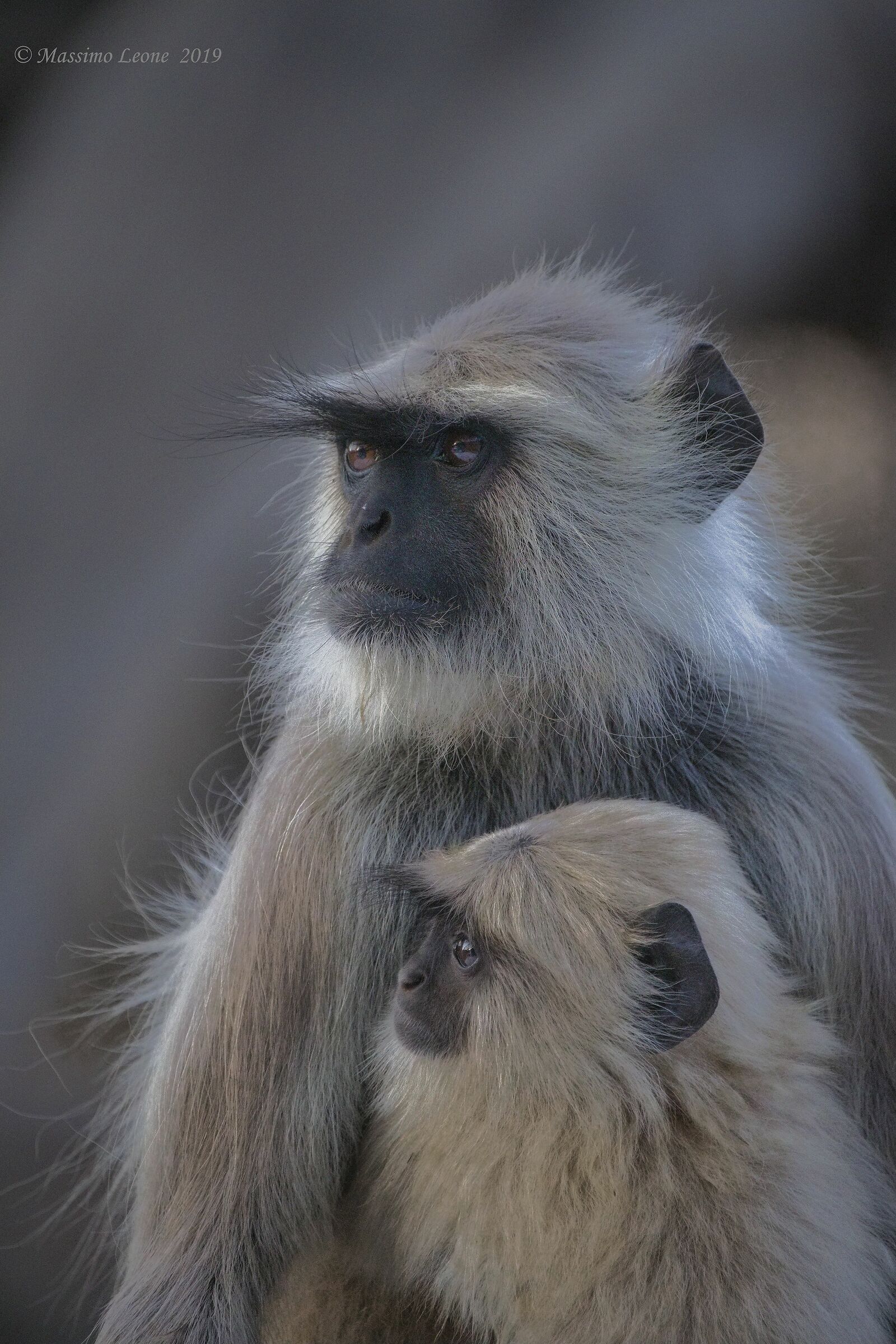 Hanuman gray langur