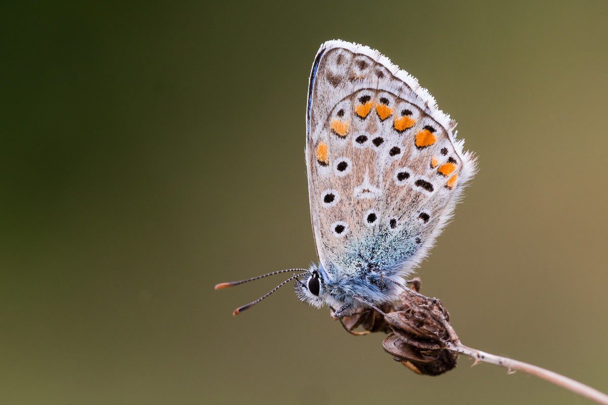 Icaro (Licenide) ...