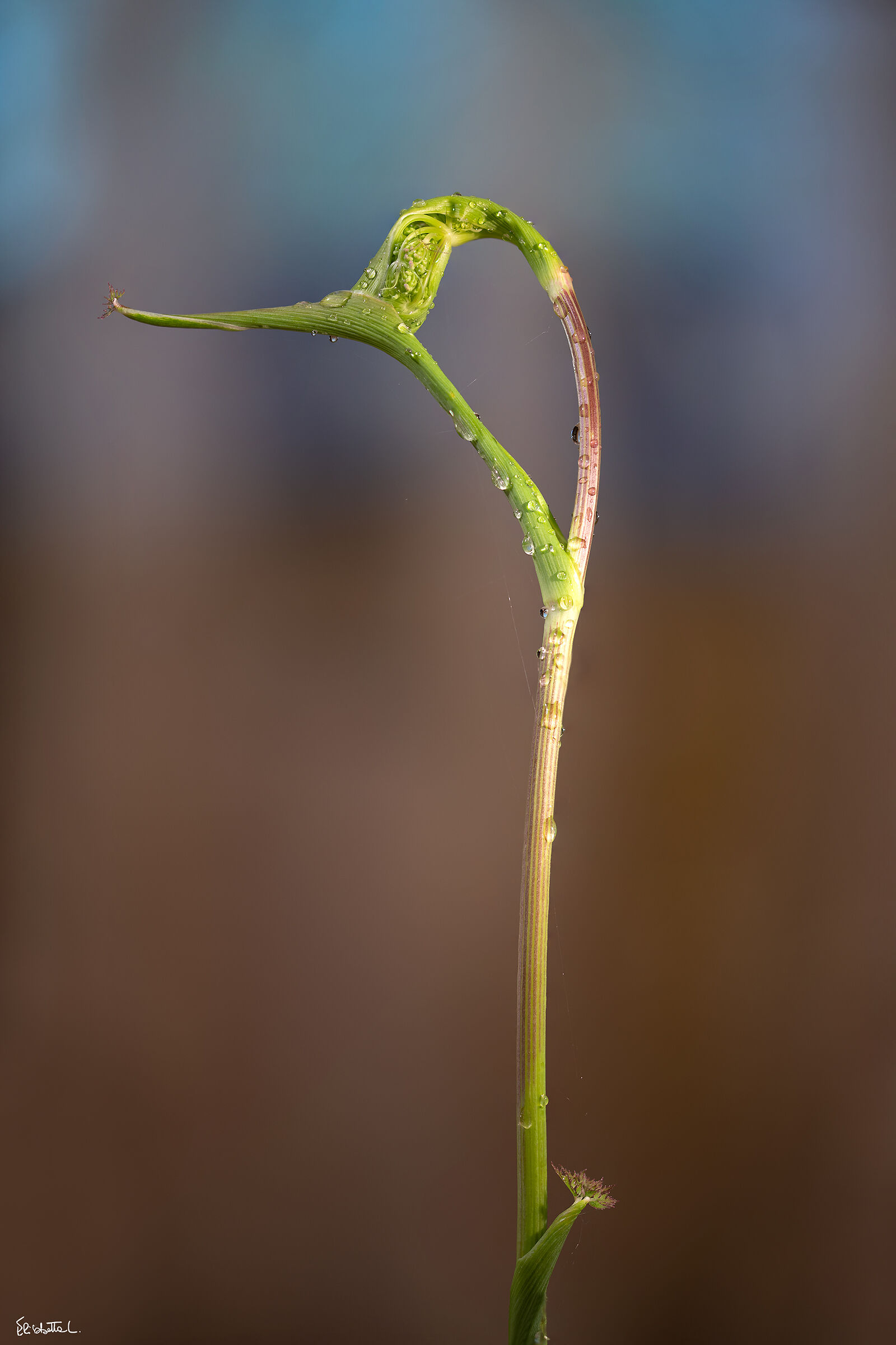 Le meraviglie della natura