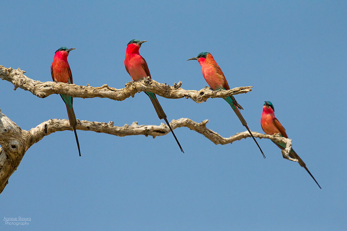 Carmine Bee eater