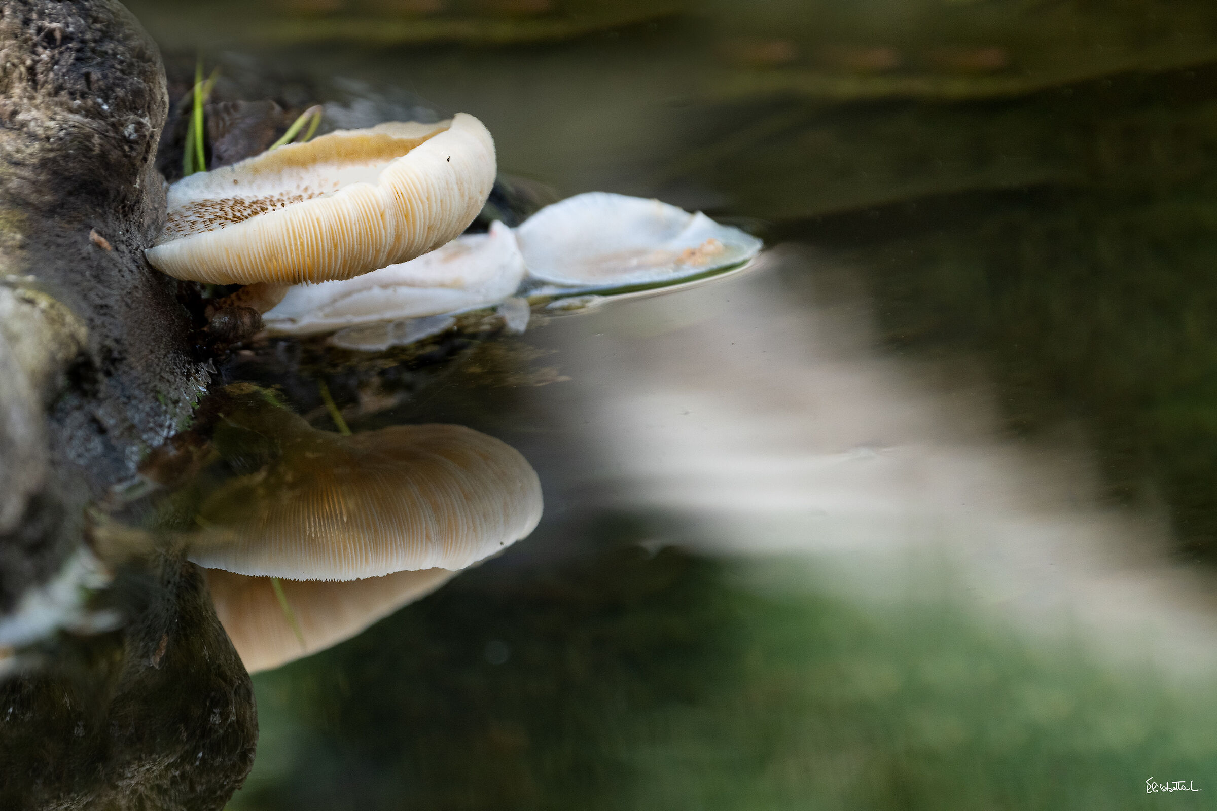 Water mushrooms