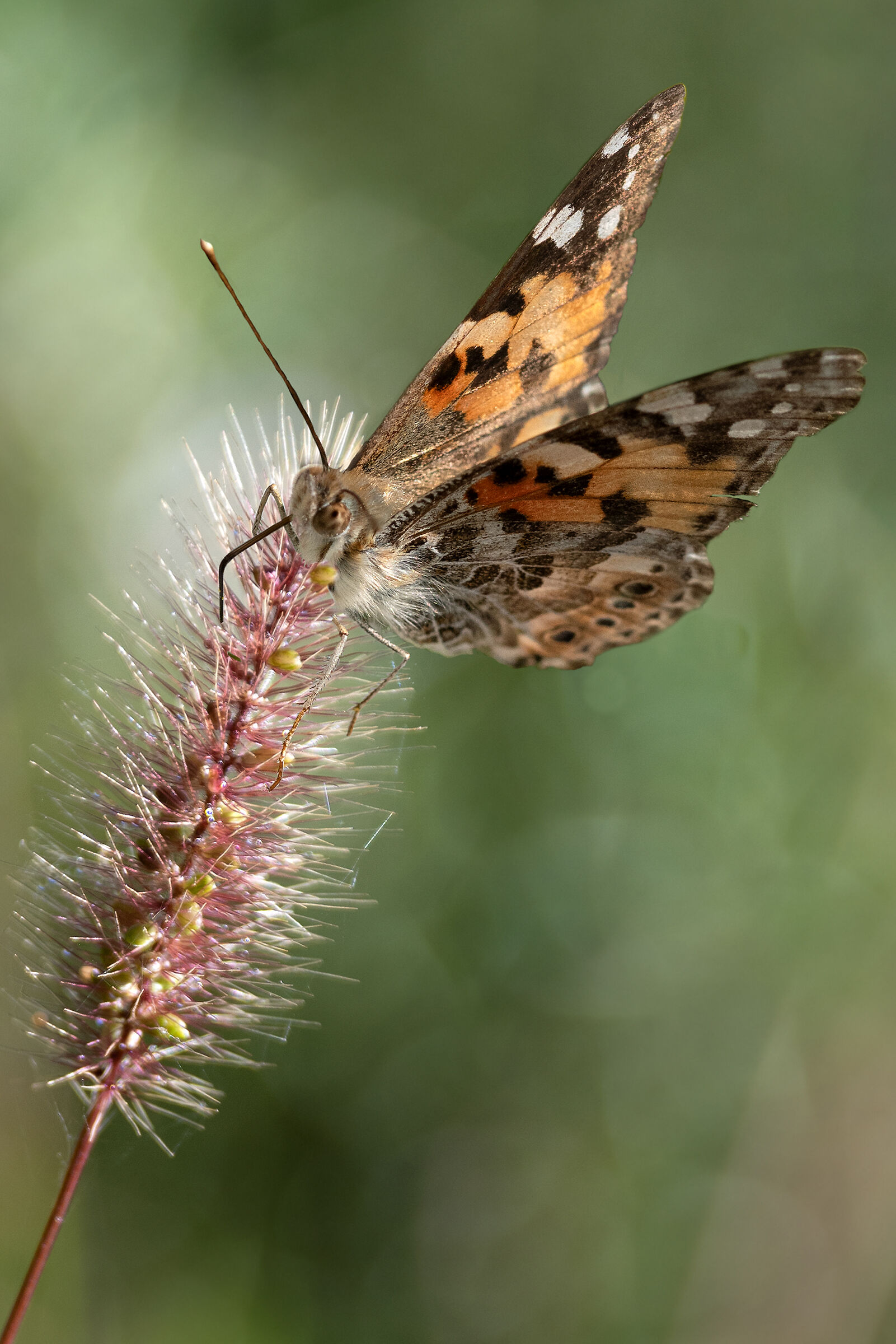 The Flower and the Butterfly