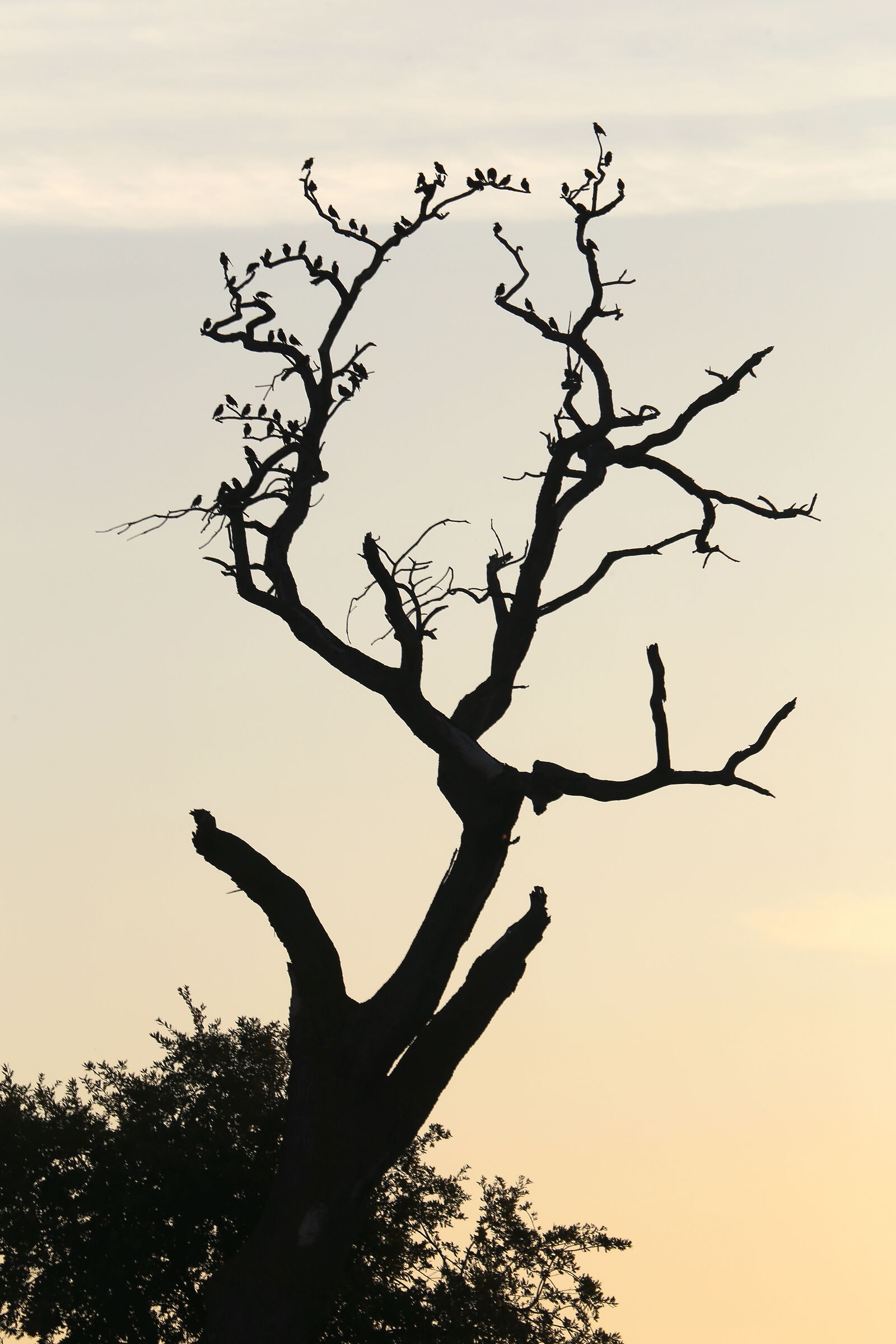 Posatoio per cornacchie.