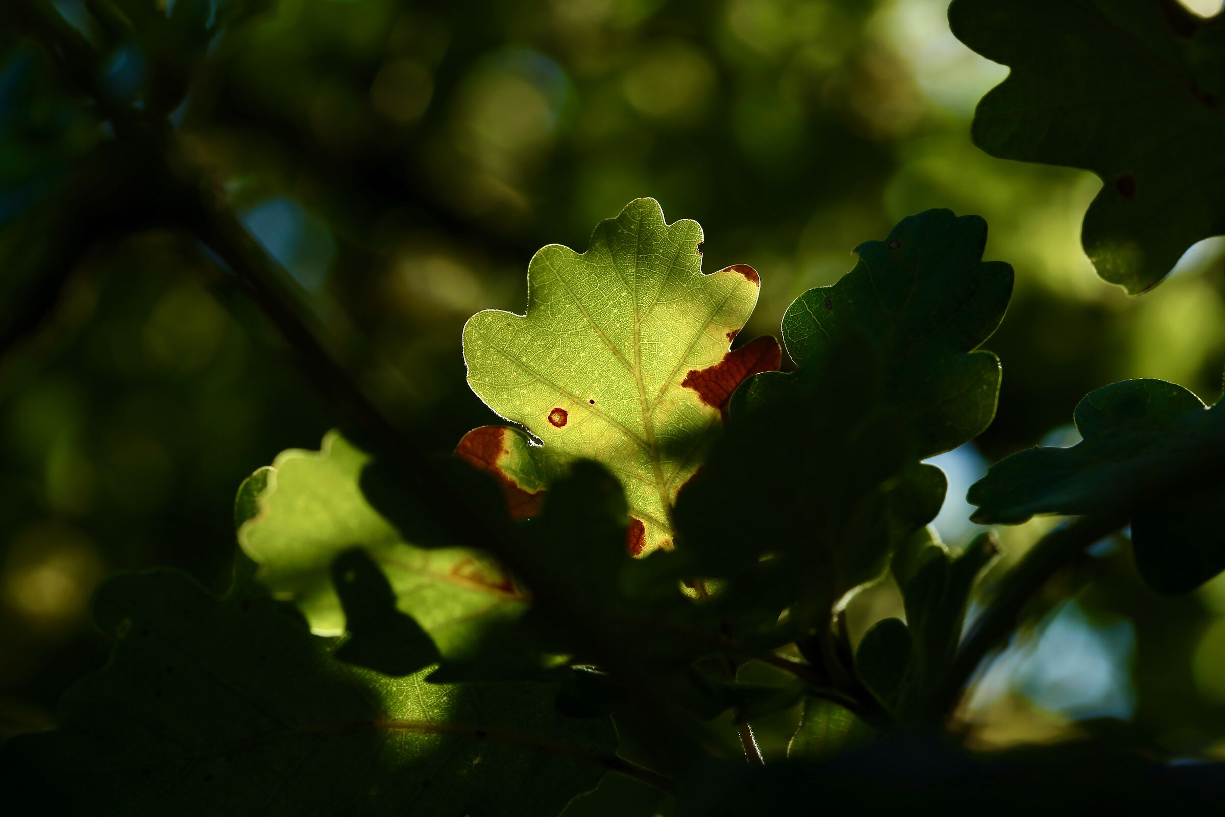 Foglia autunnale in metamorfosi.