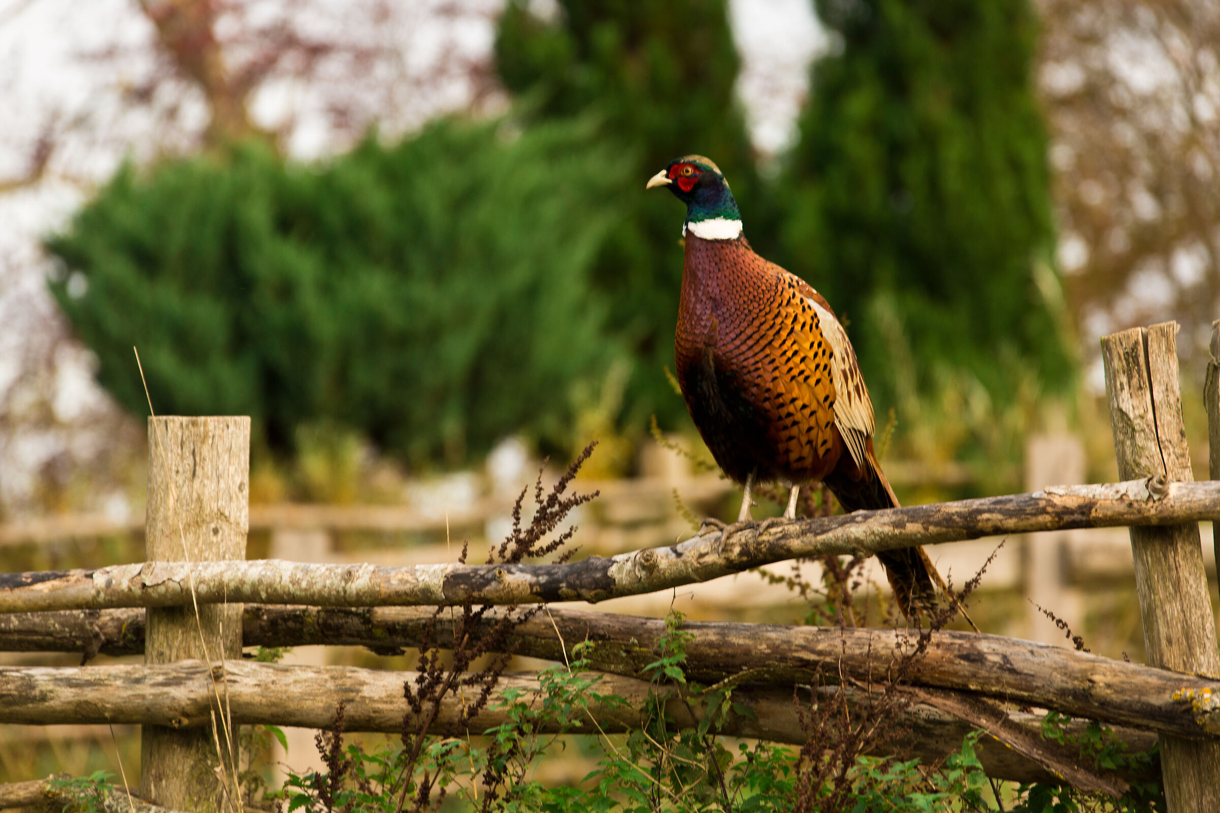 fagiano (Phasianus colchicus)