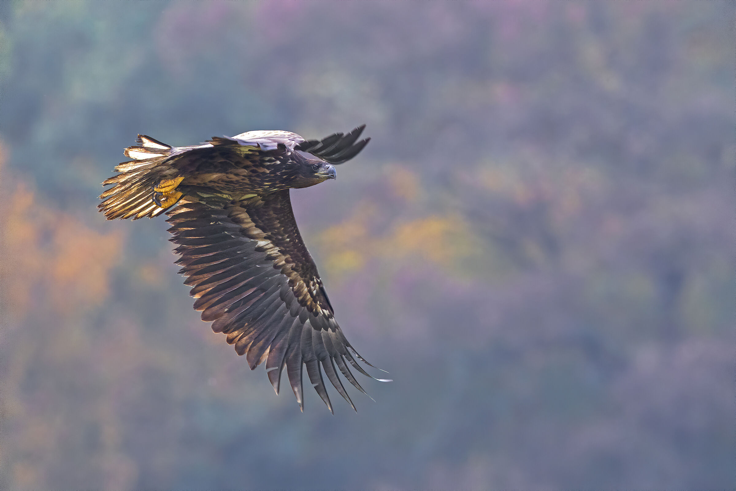 White-tailed sea eagle