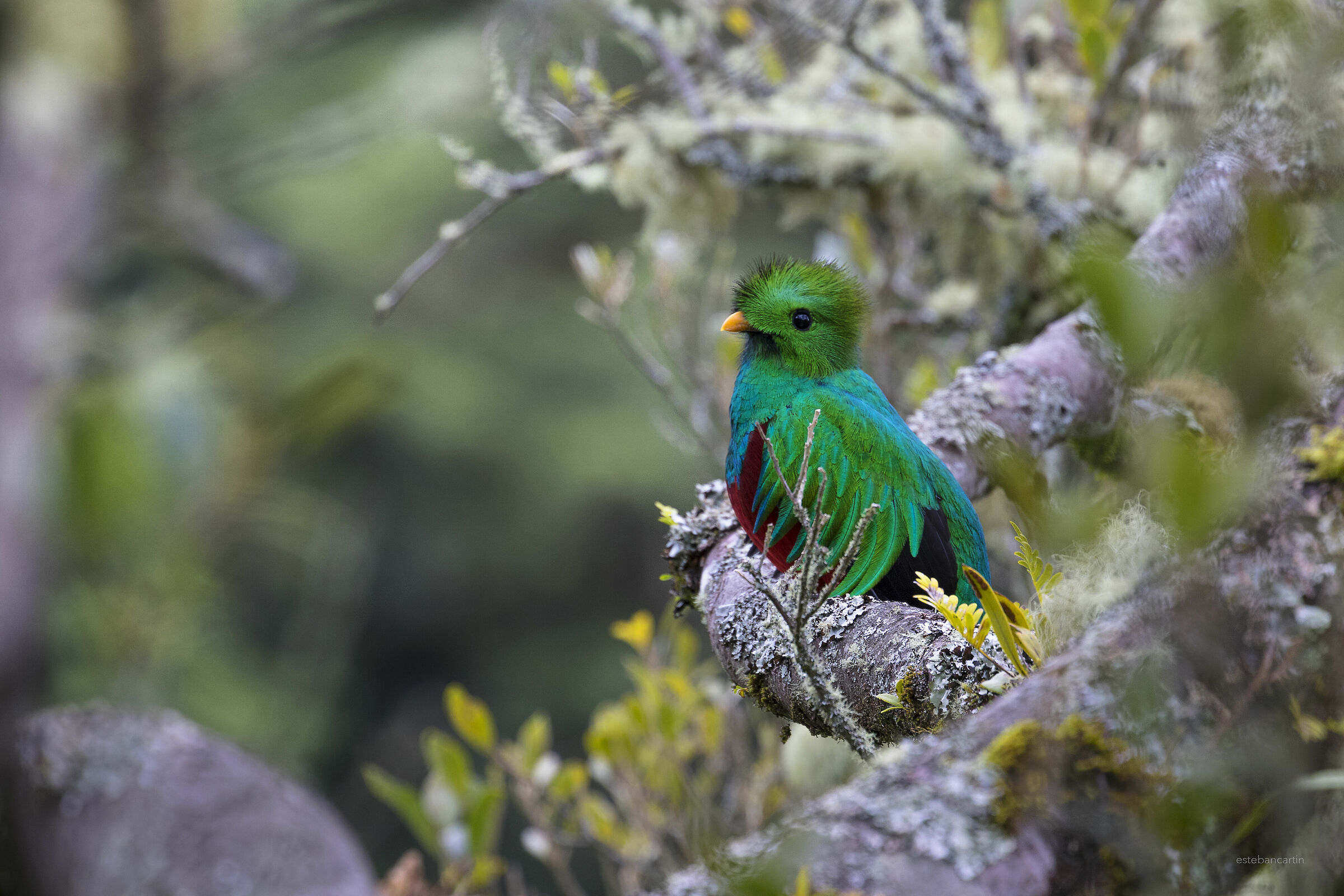 Quetzal