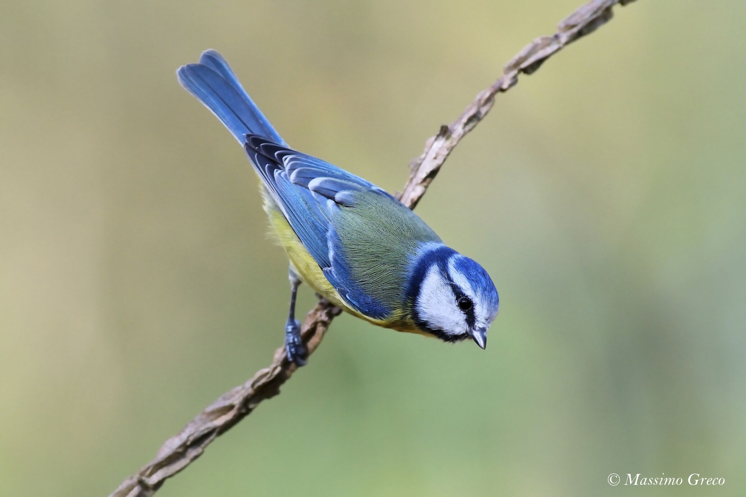 Cinciarella (Cyanistes caeruleus)