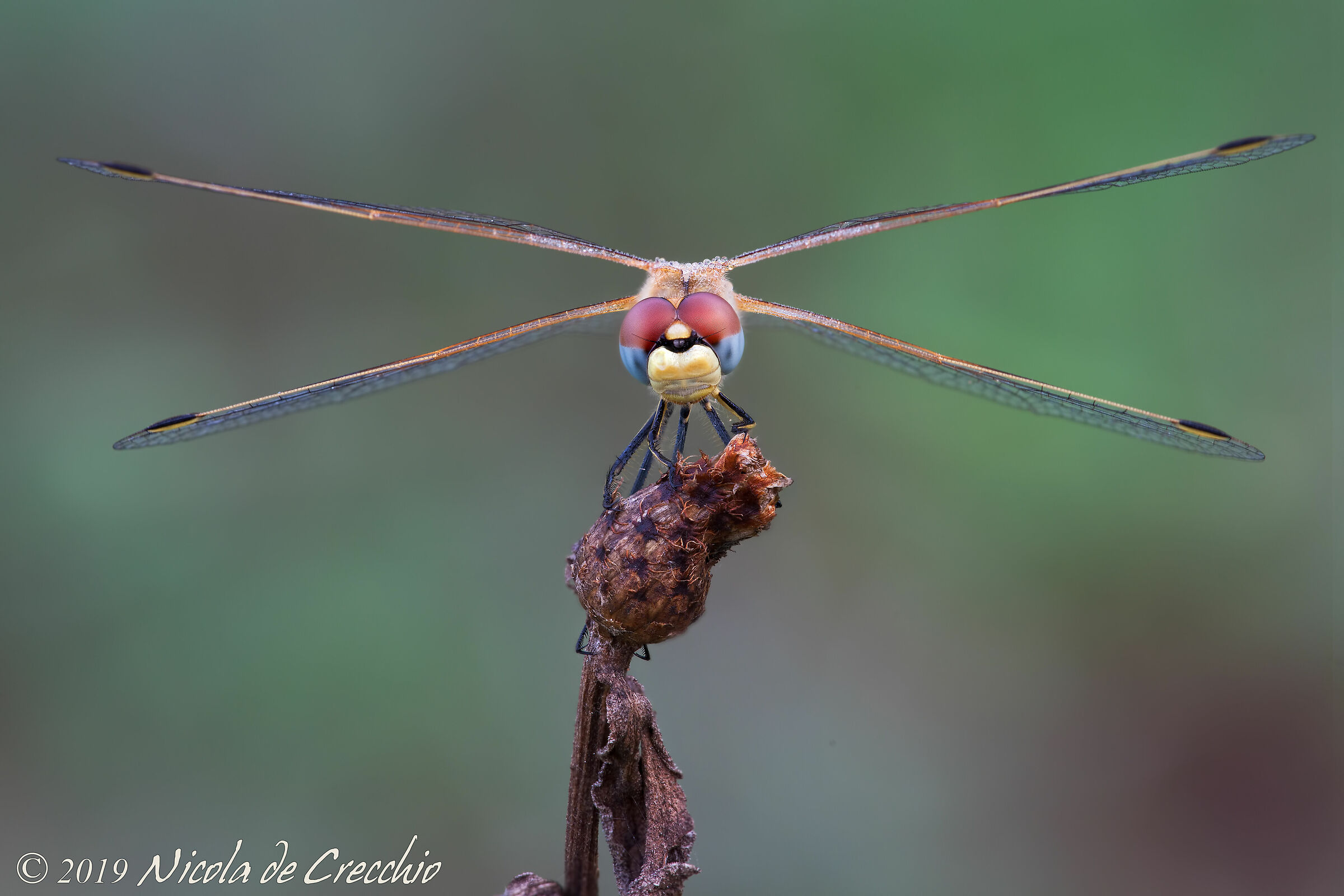 Biplano pronto al decollo!