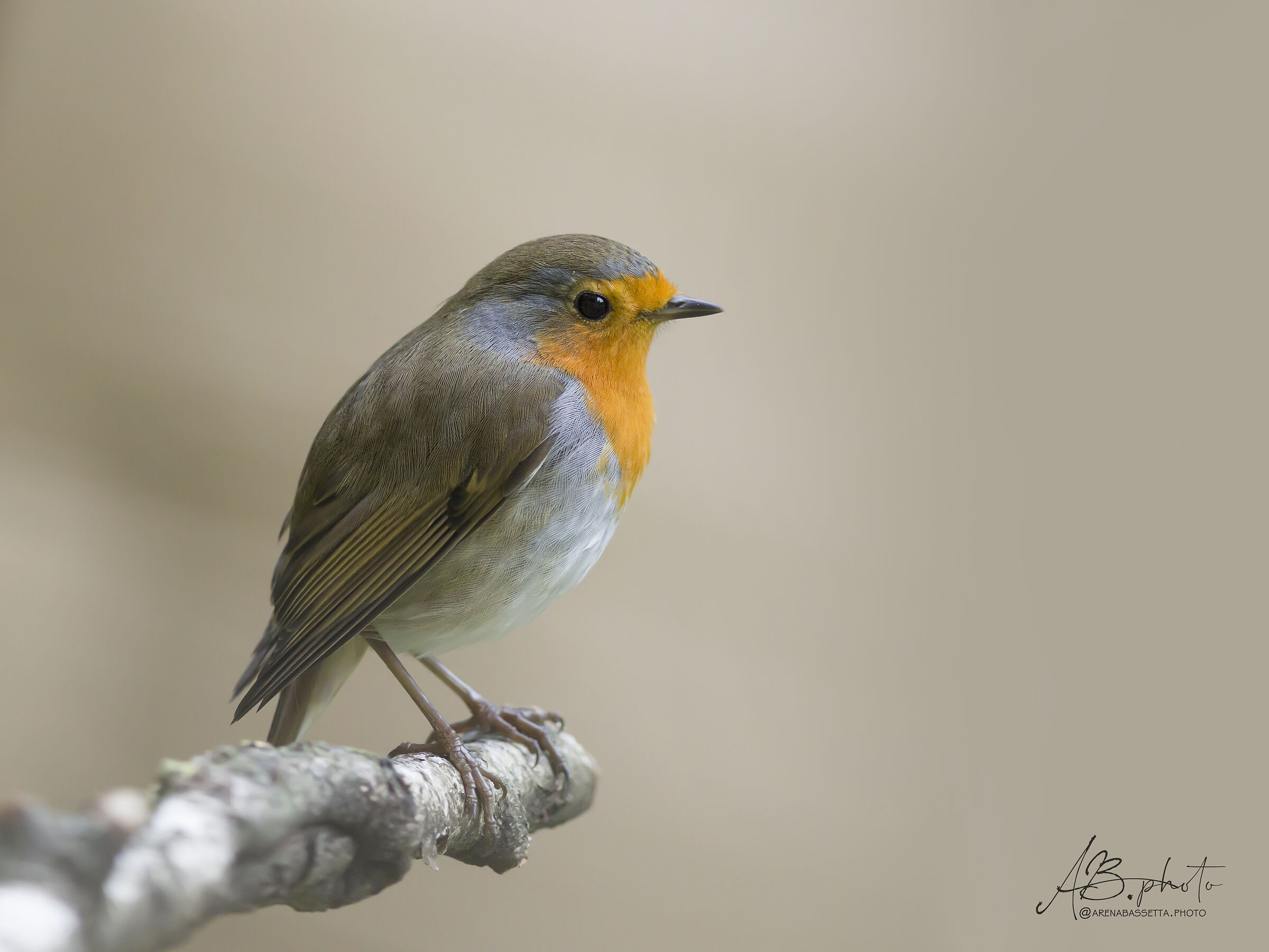 Robin