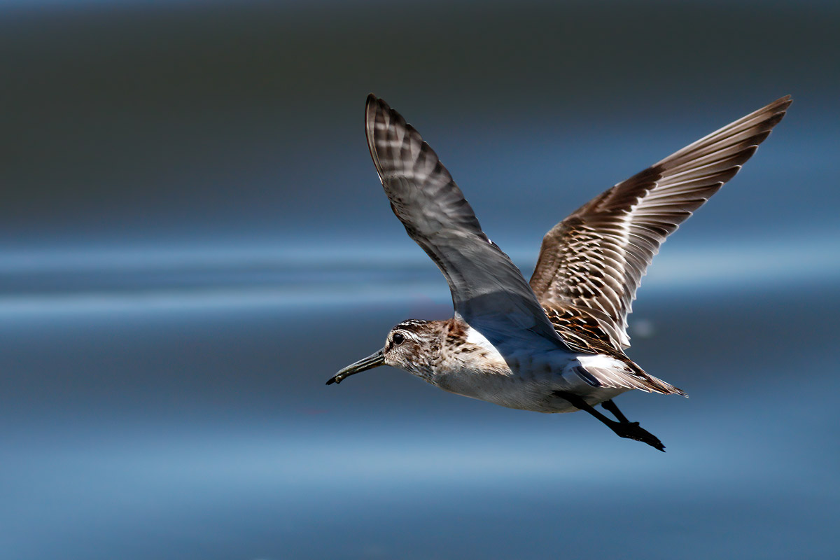 Ciao Gambecchio frullino
