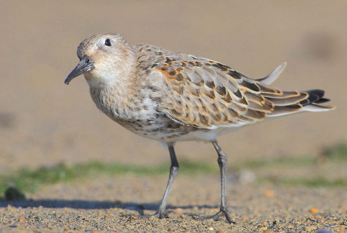 Piovanello pancianera