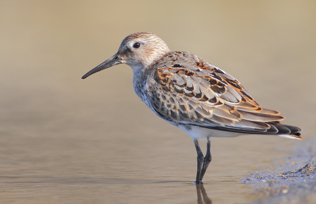 Black-bellied raincoat
