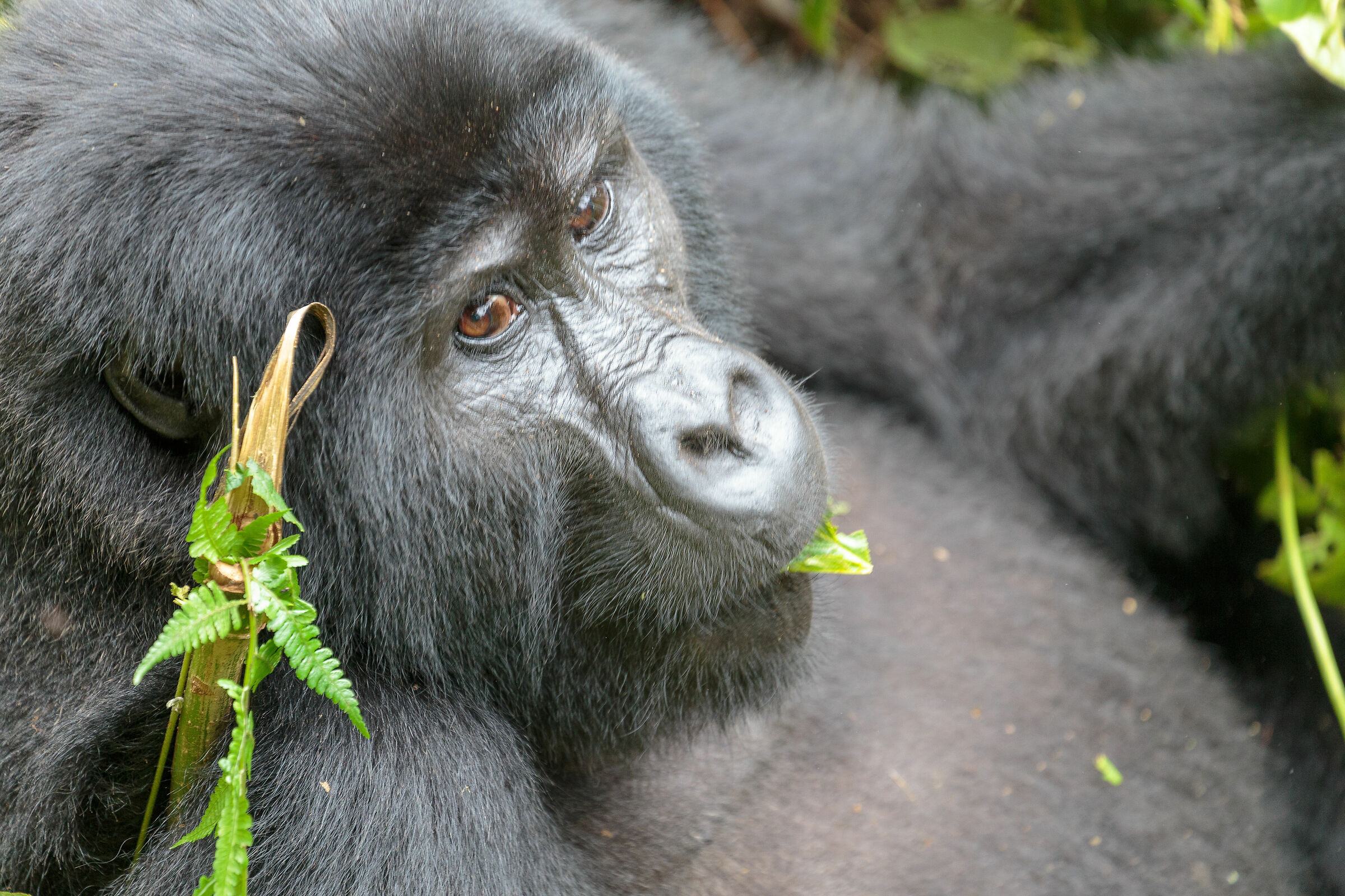 Bwindi