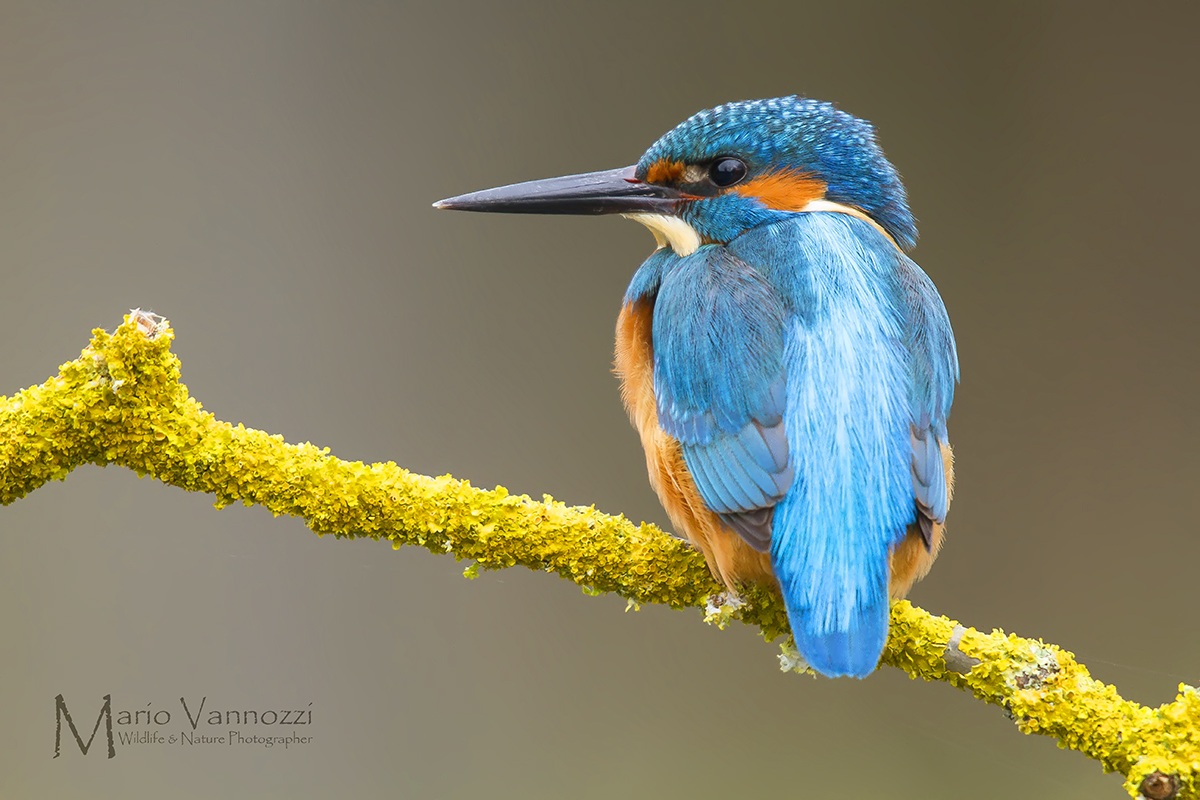 Martino ... heavy cloud