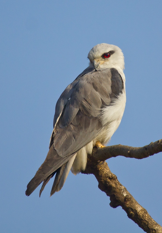 Black Shouldered Kite.