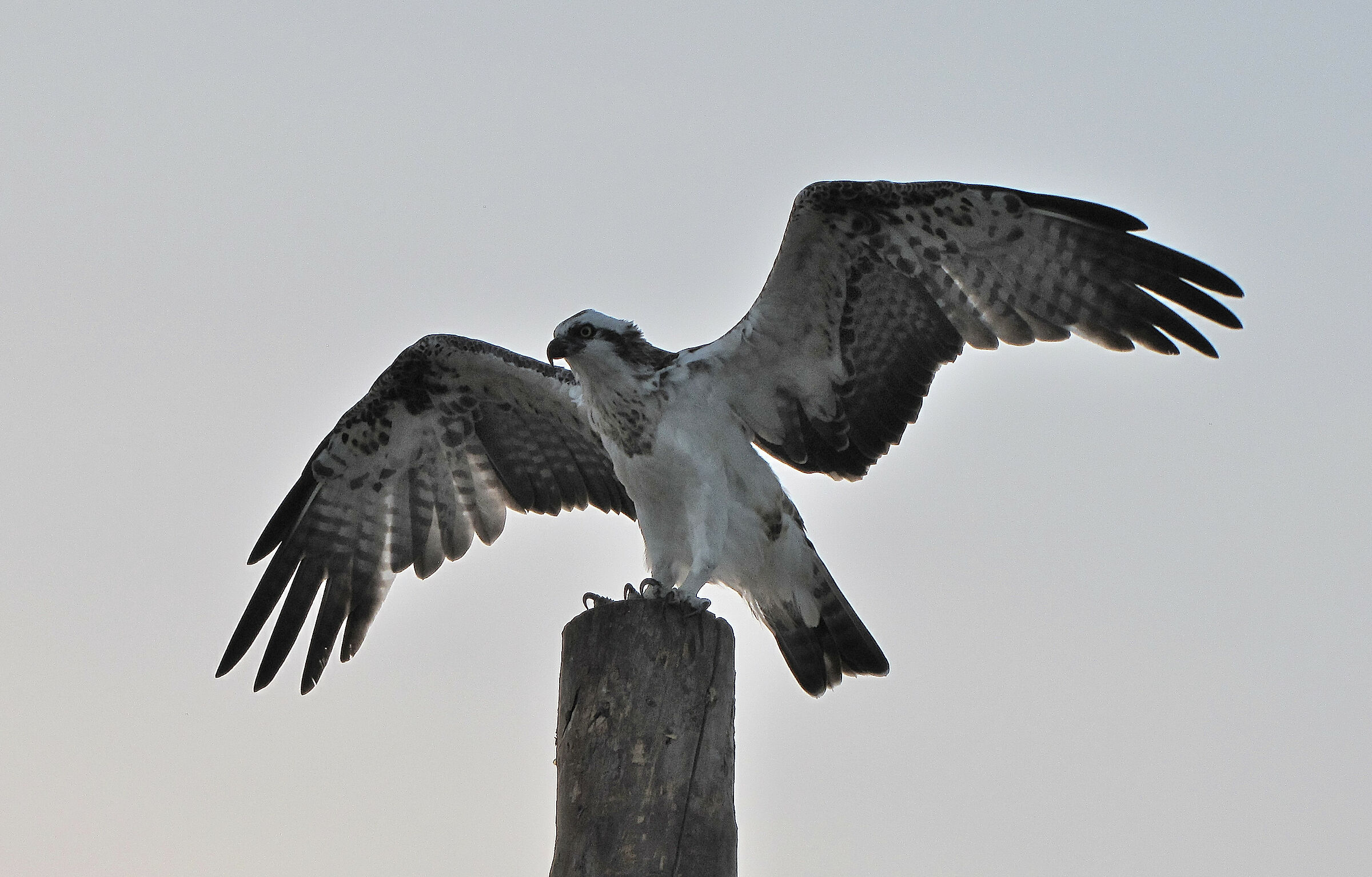 Falco pescatore, Marsa Alam Mar rosso