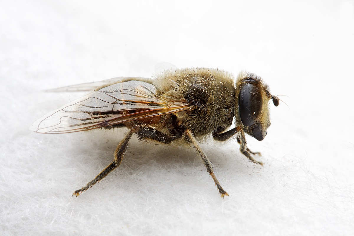 Dittero a Gennaio - Voglia di macro