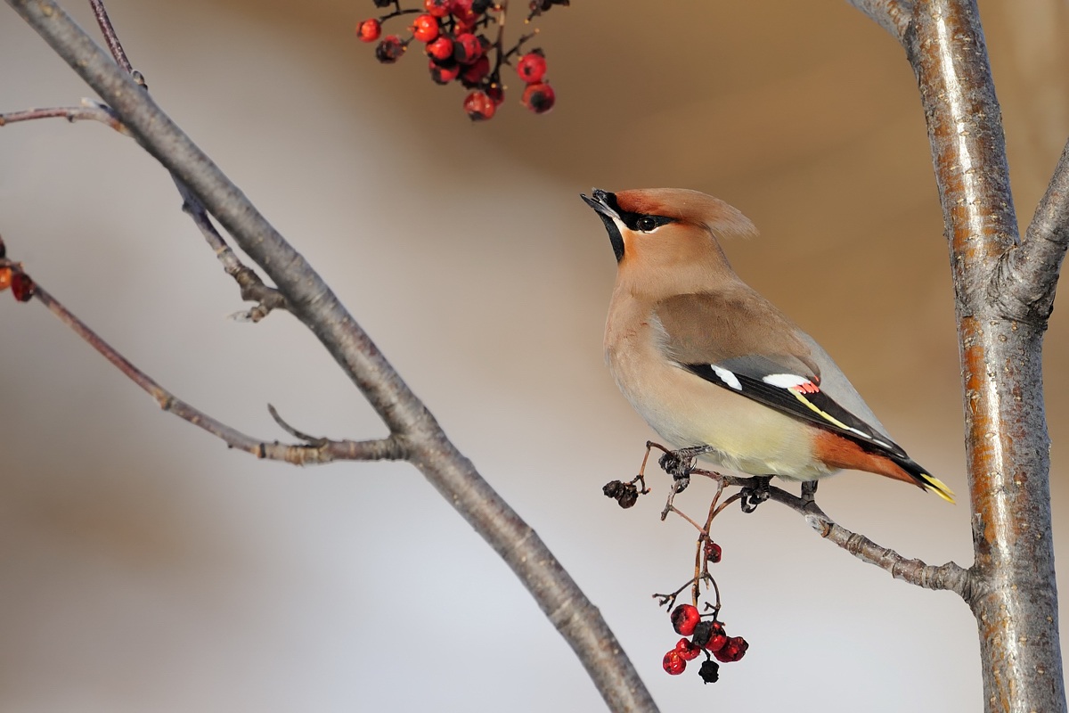 Waxwing perhaps unique ....