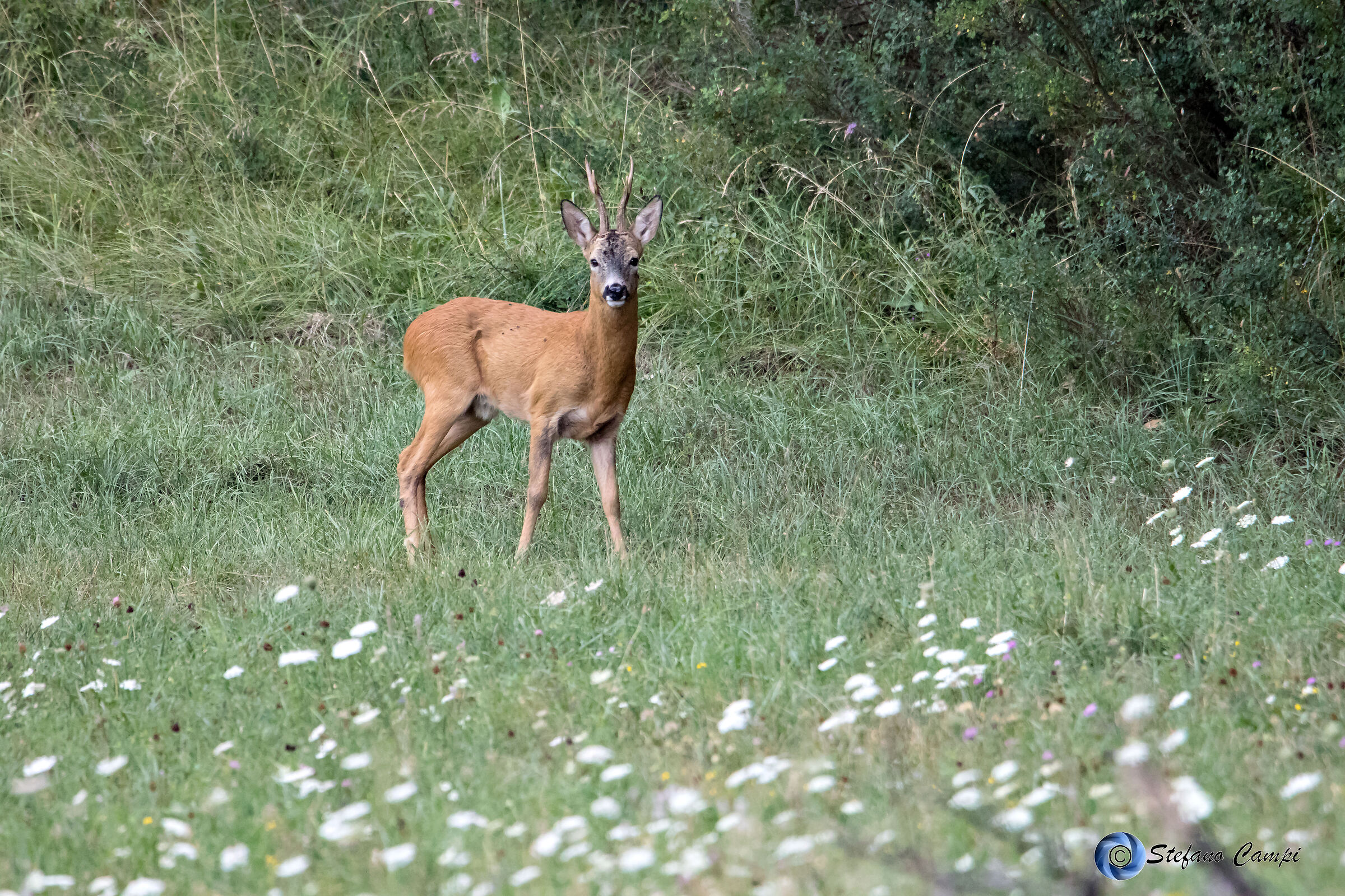 Curious roe deer