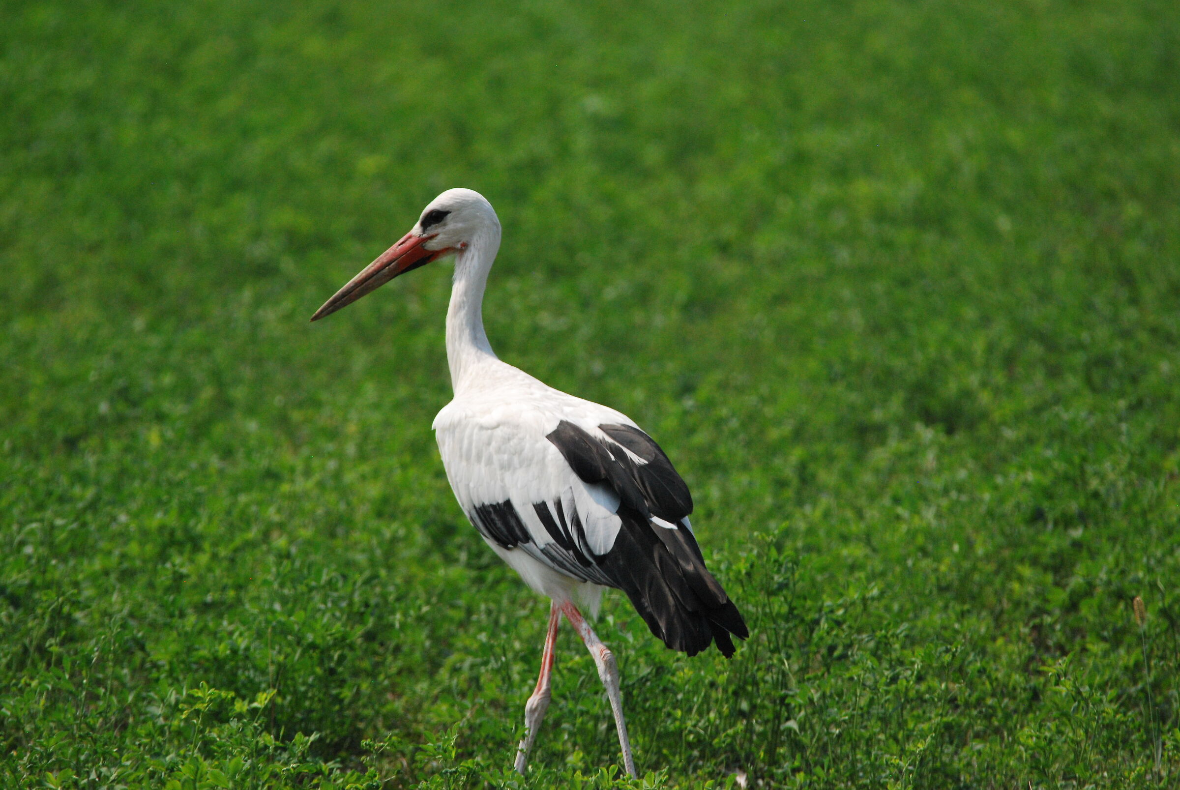 stork 2