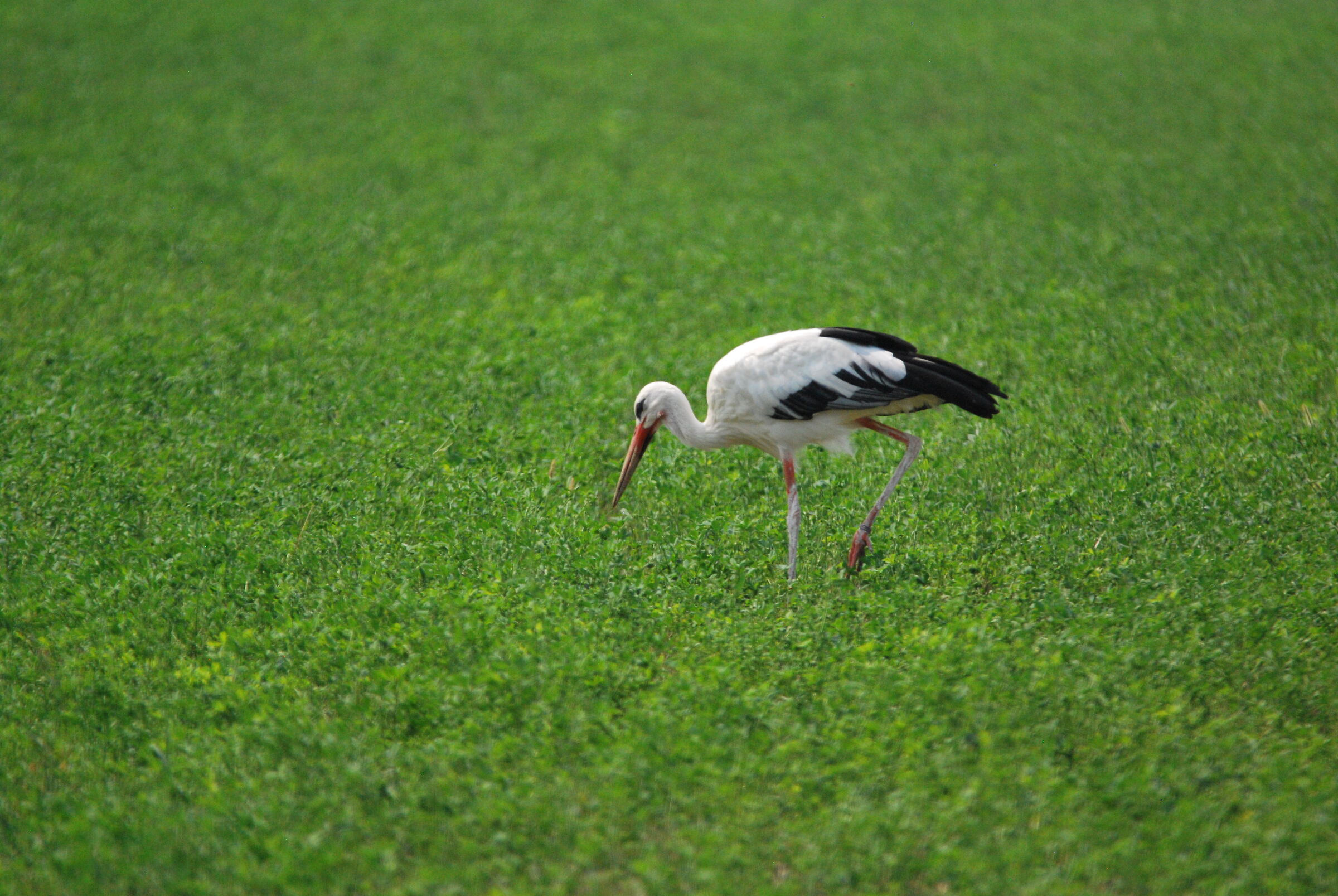 stork 3