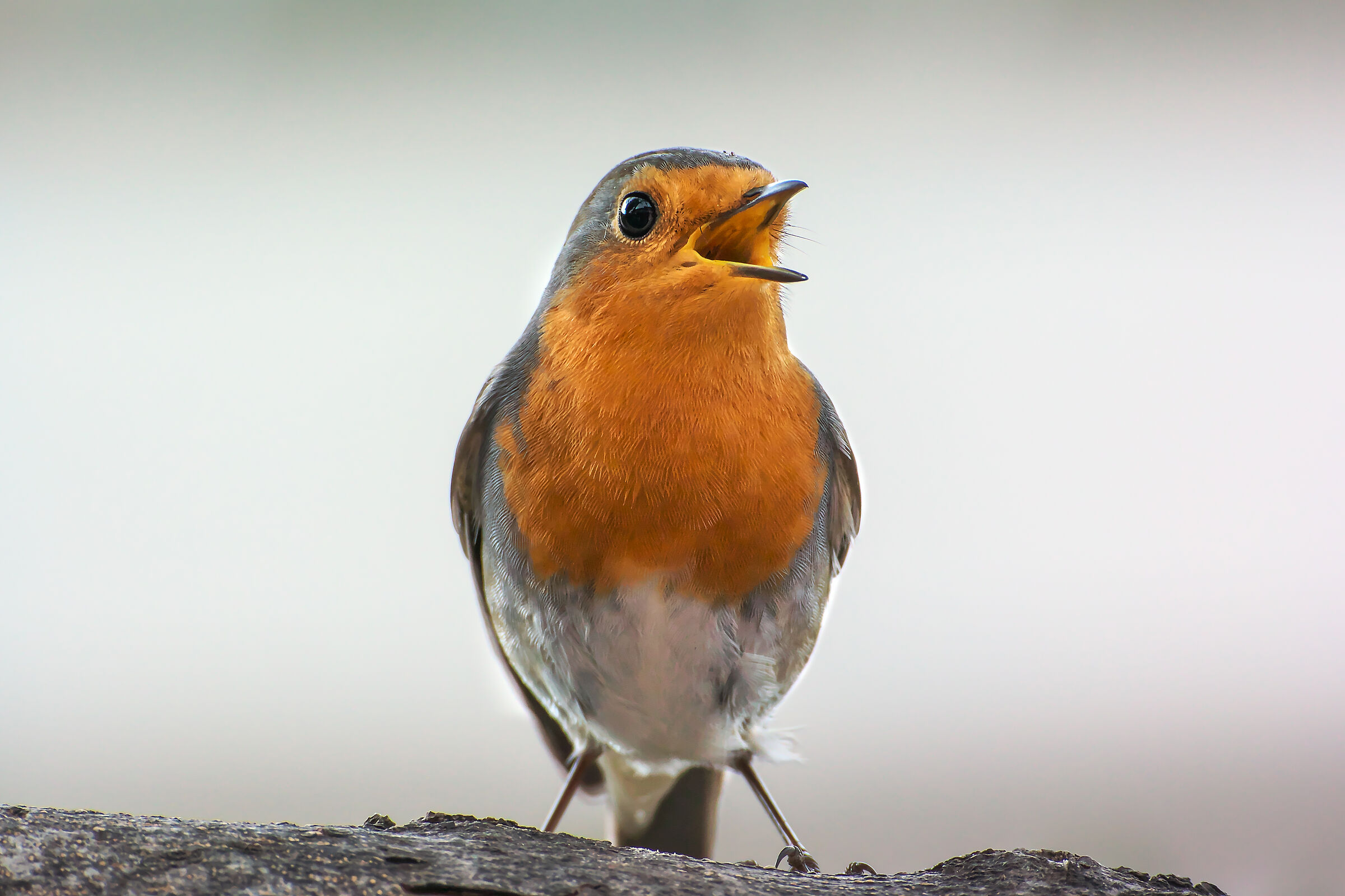 From today I have a new friend