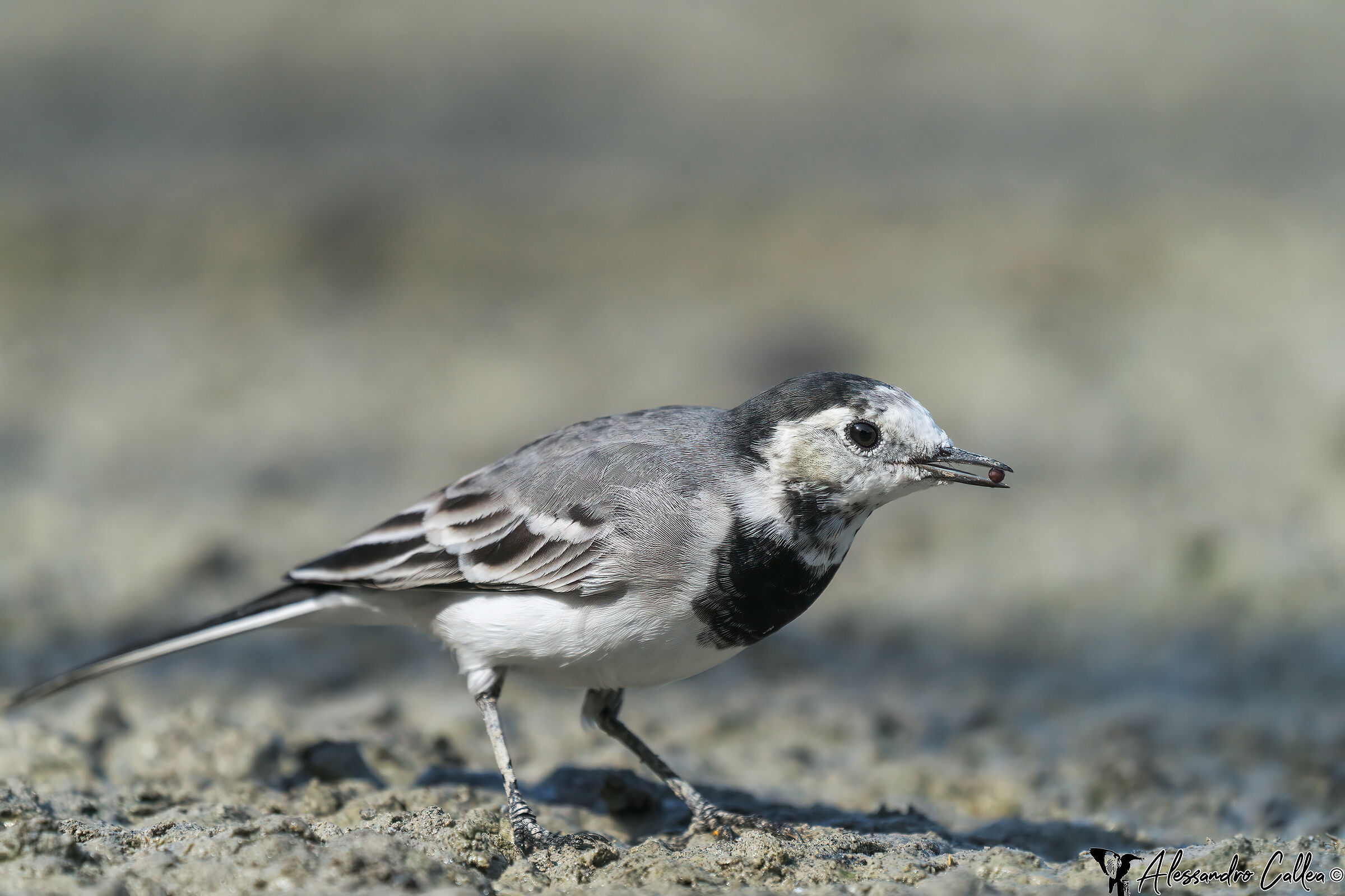 A small seed, a source of life!