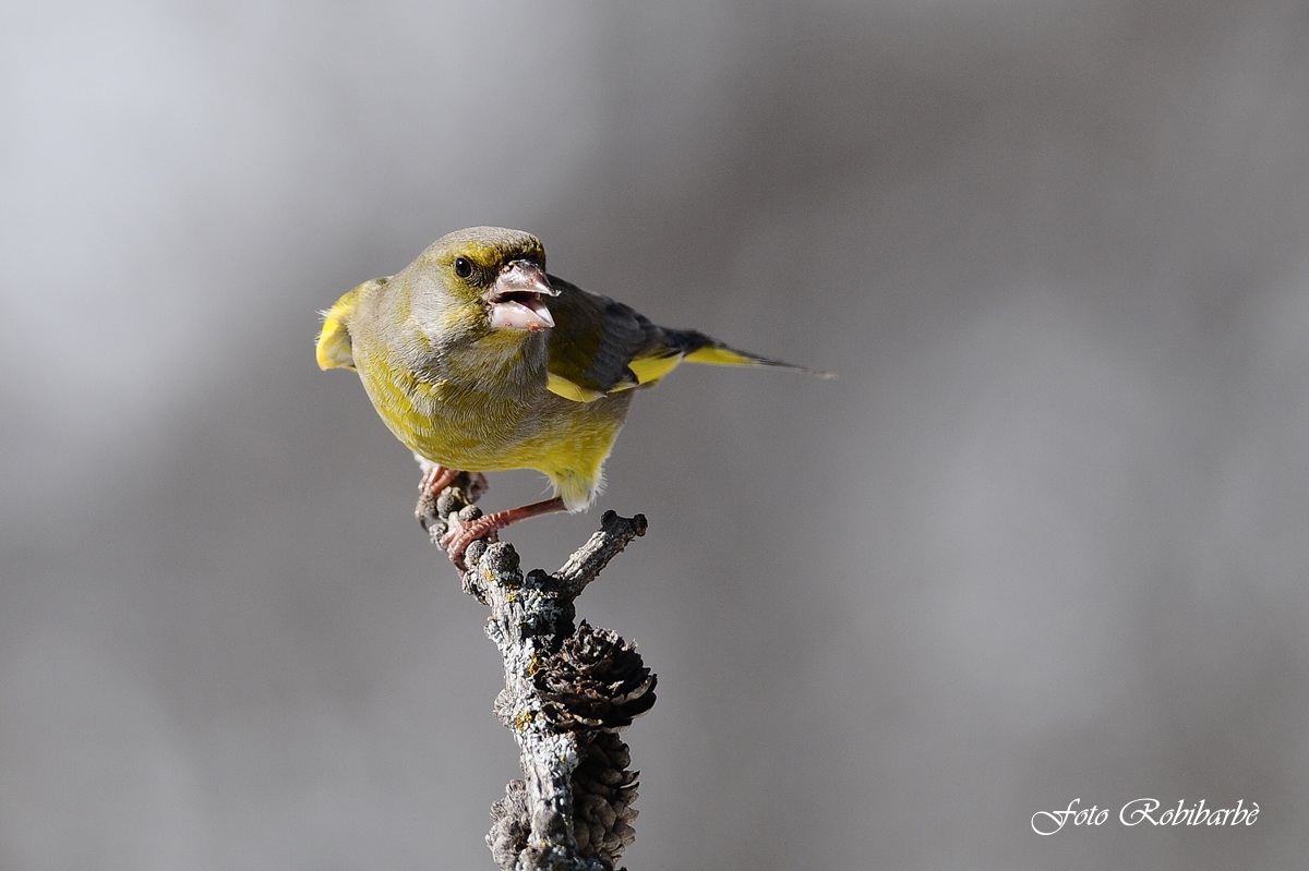 Incavolato.....Verde......