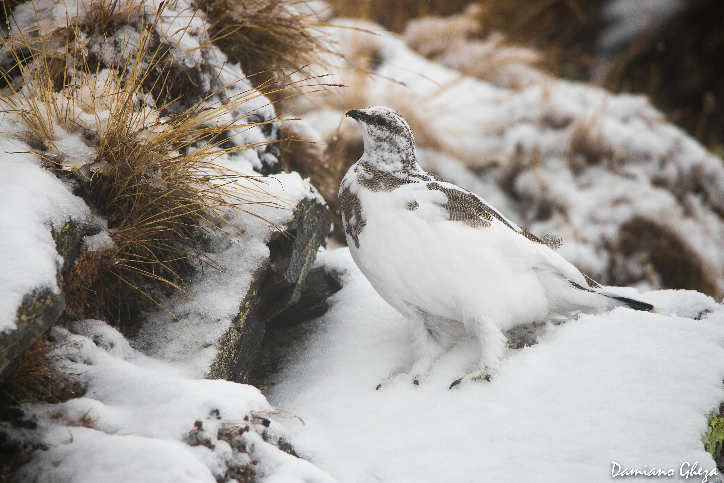 Maschio di pernice bianca
