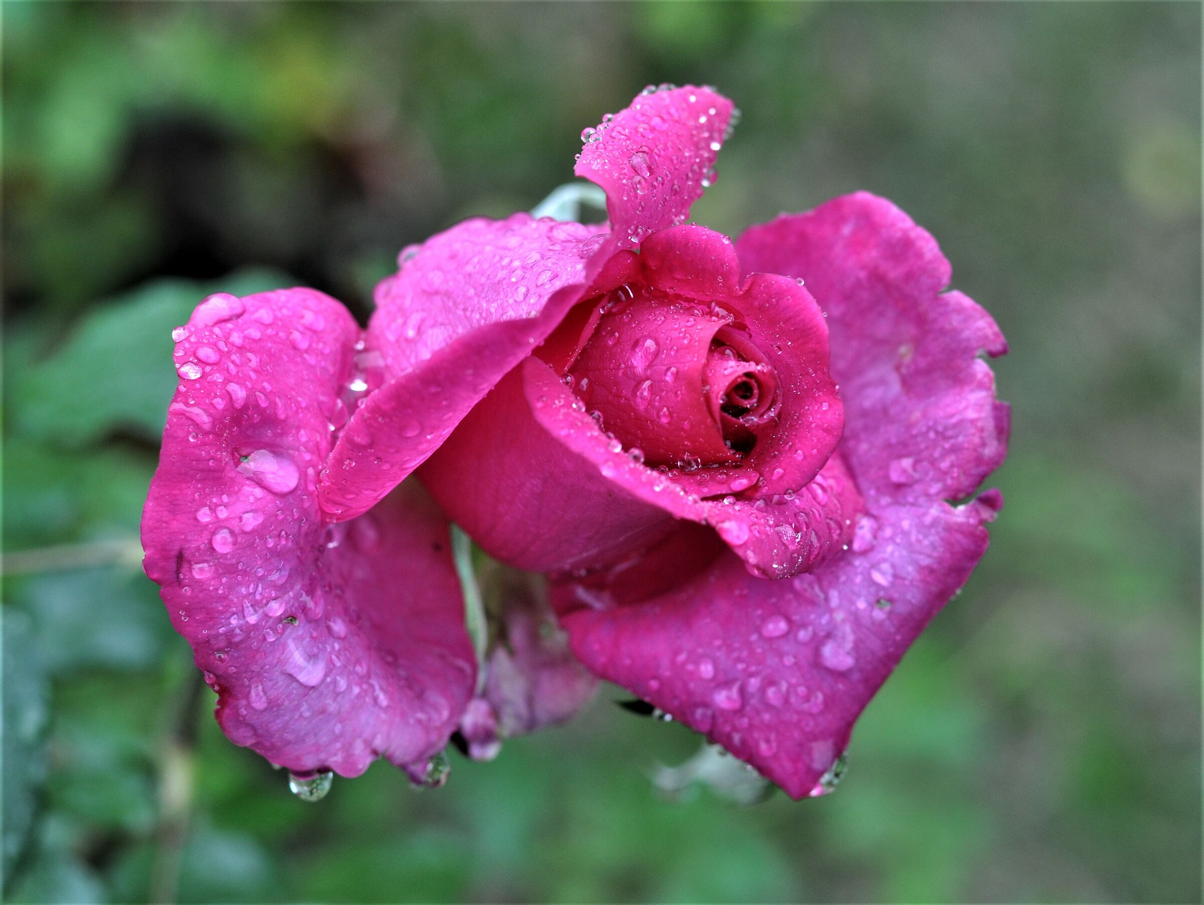 ...gocce di pioggia quasi un ricamo sulla rosa