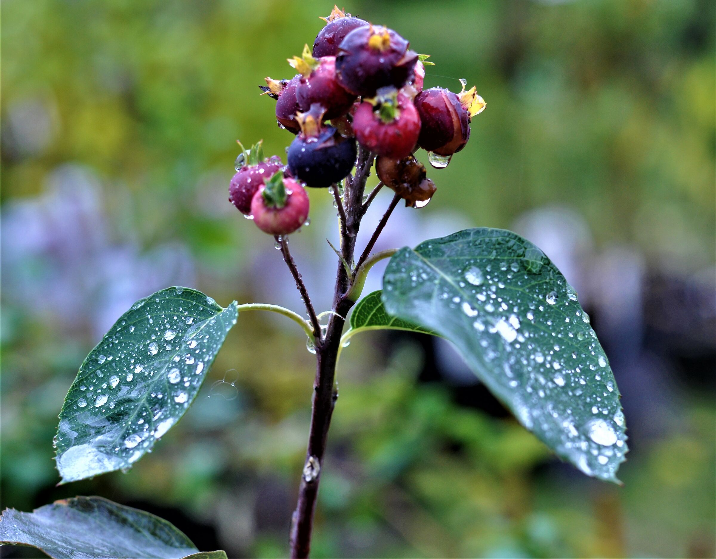 ...gocce di pioggia quasi un ricamo...