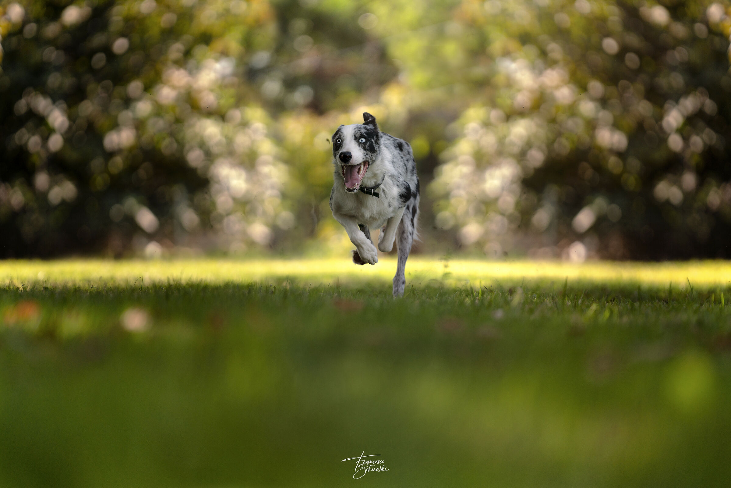Dog Photography