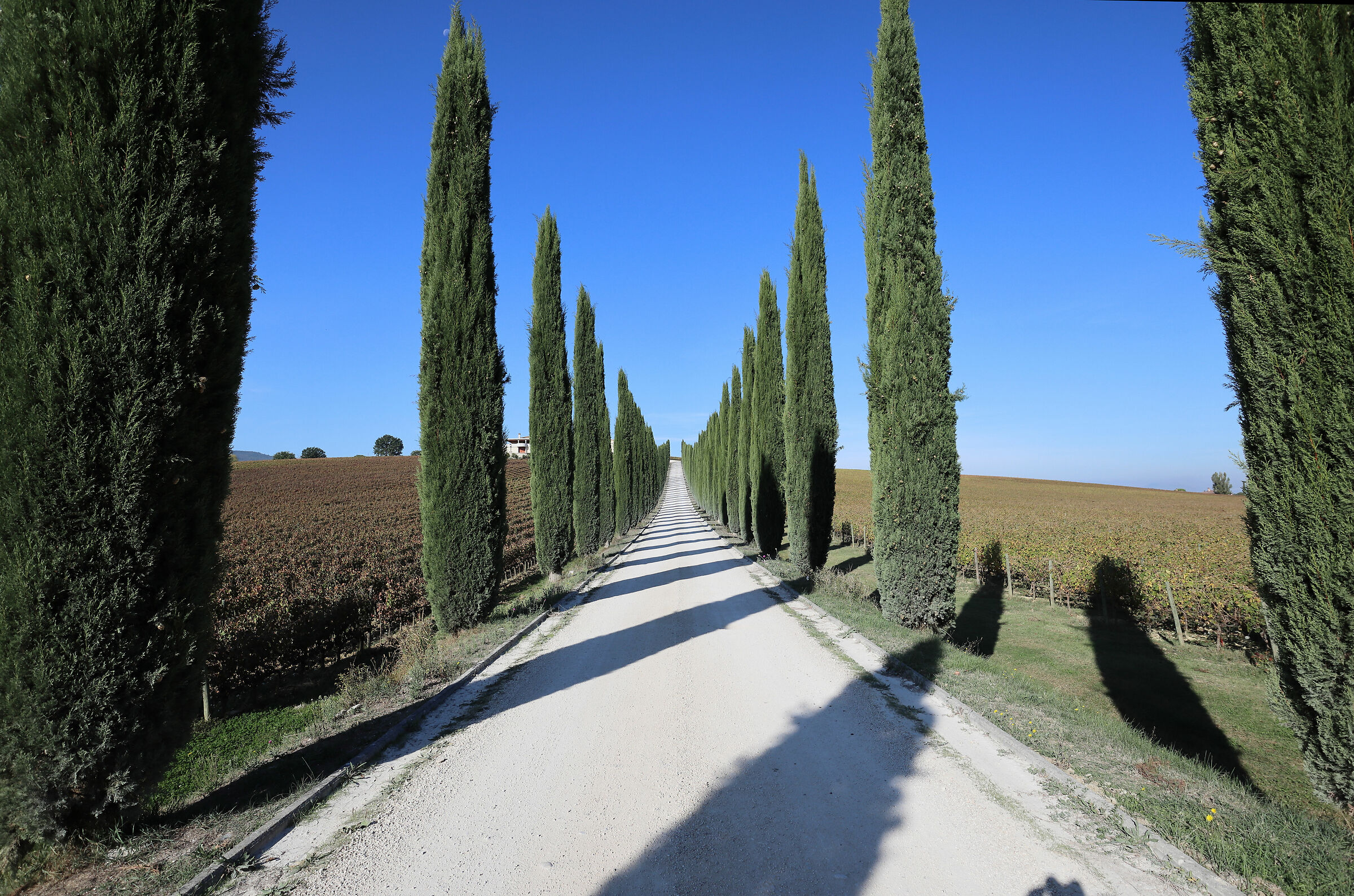 Cypress avenue in the vineyards of the sagrantino