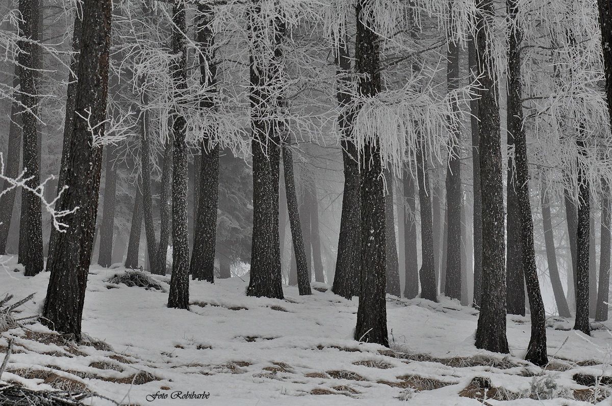 Masche...e Servan.....