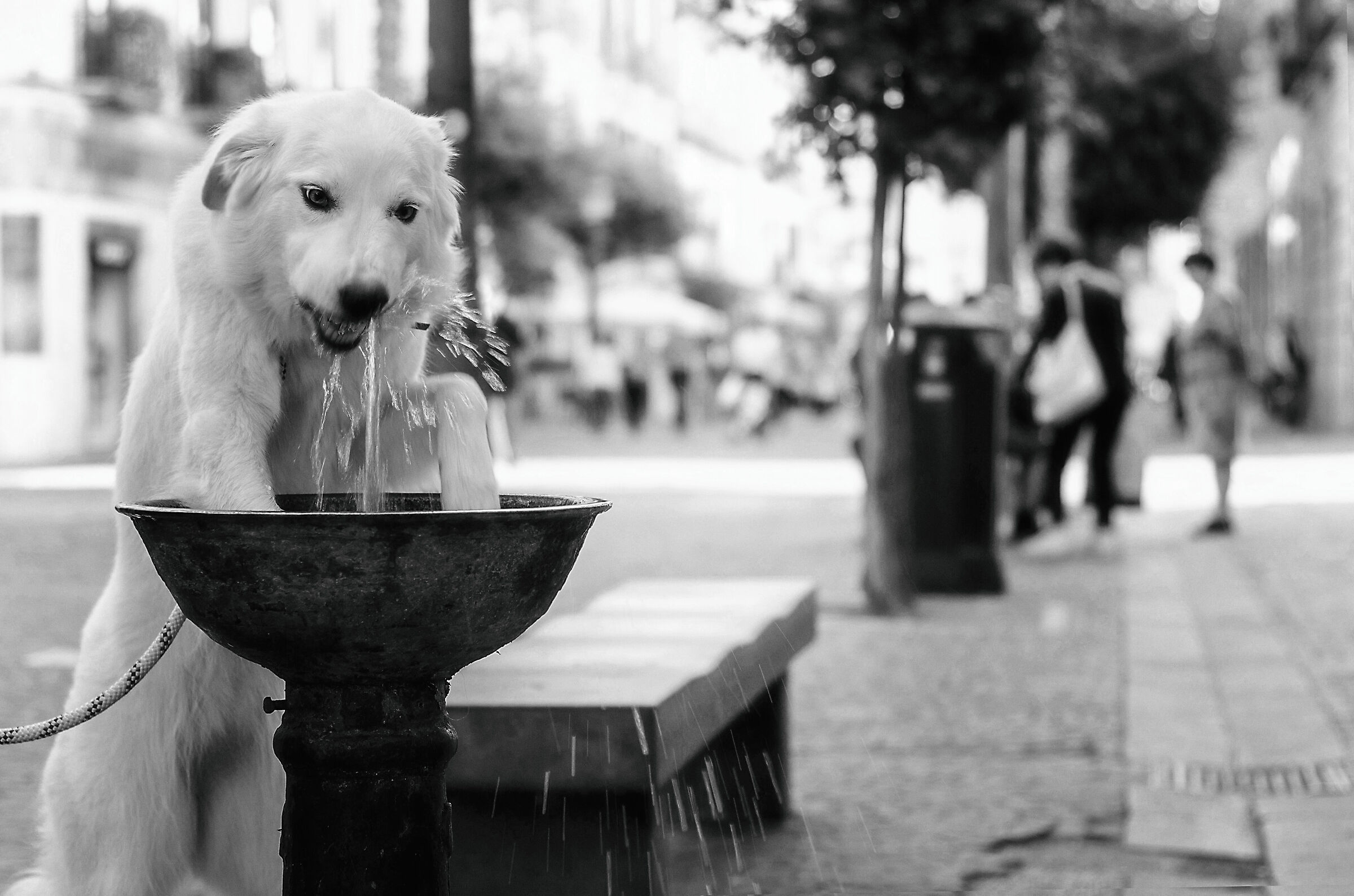 Dog street photography