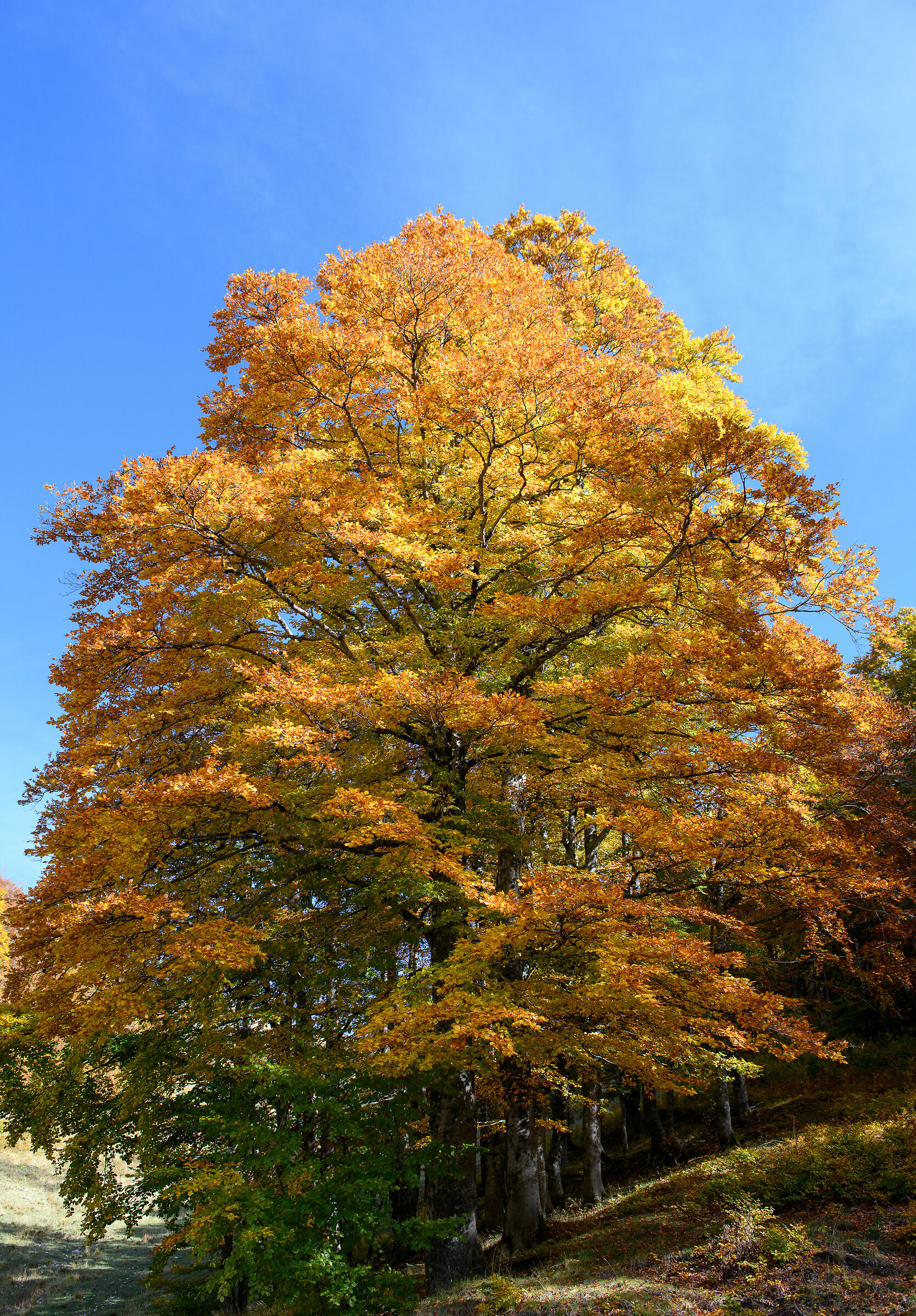 Autumn Colors 2019