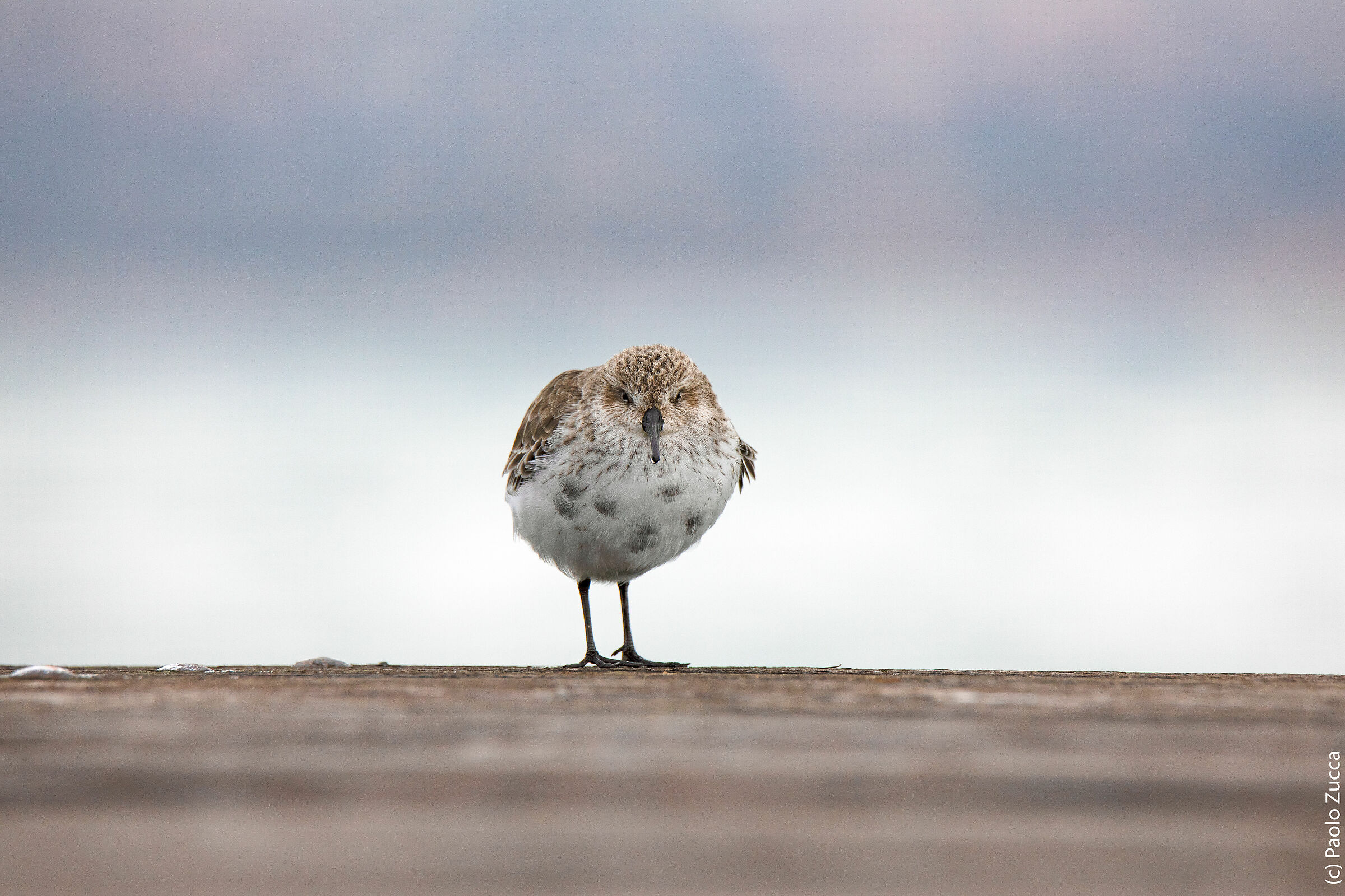 Understanding a cold black-bellied raincoat