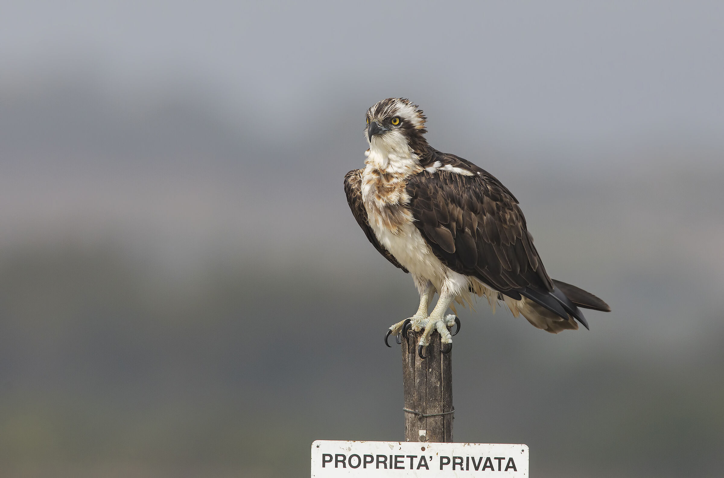 falco pescatore (pandion haliaetus)