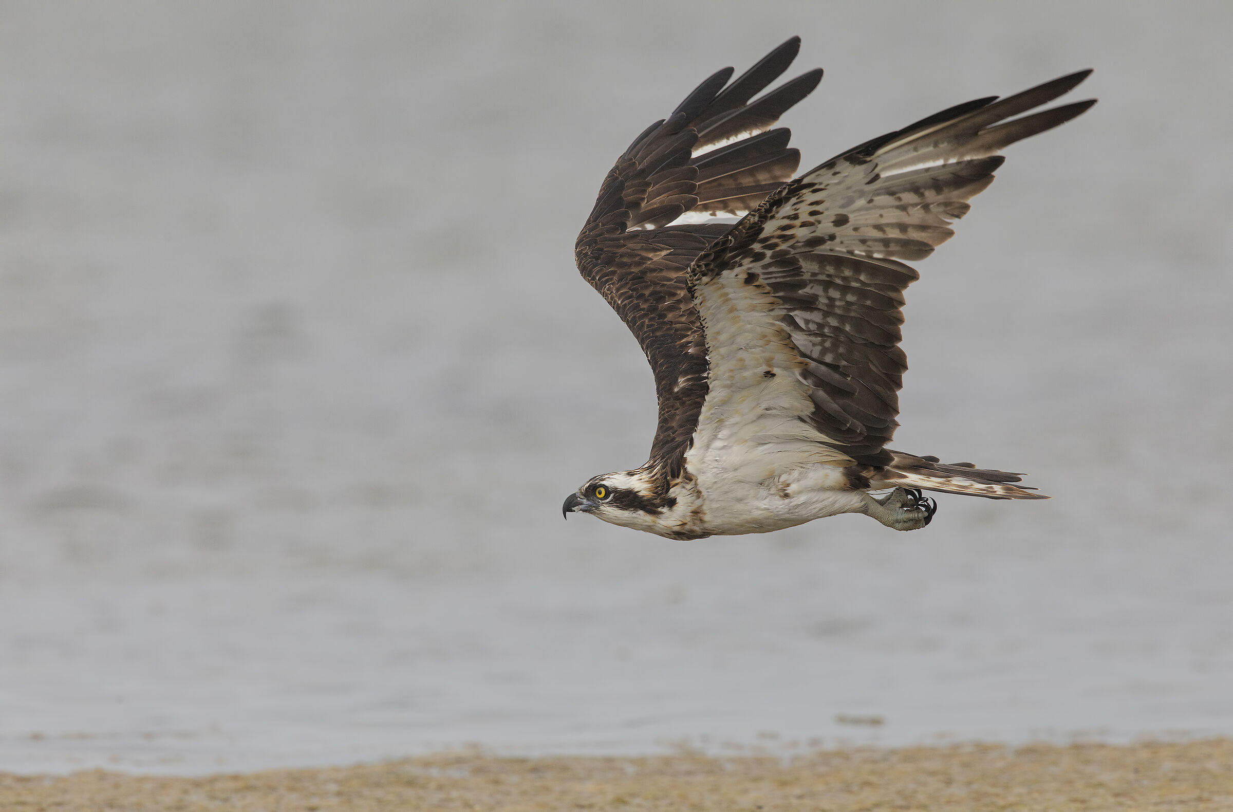 falco pescatore (pandion haliaetus)