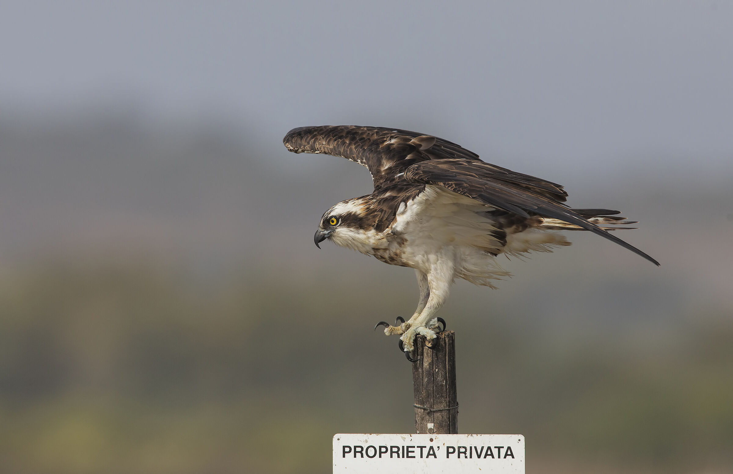 falco pescatore (pandion haliaetus)