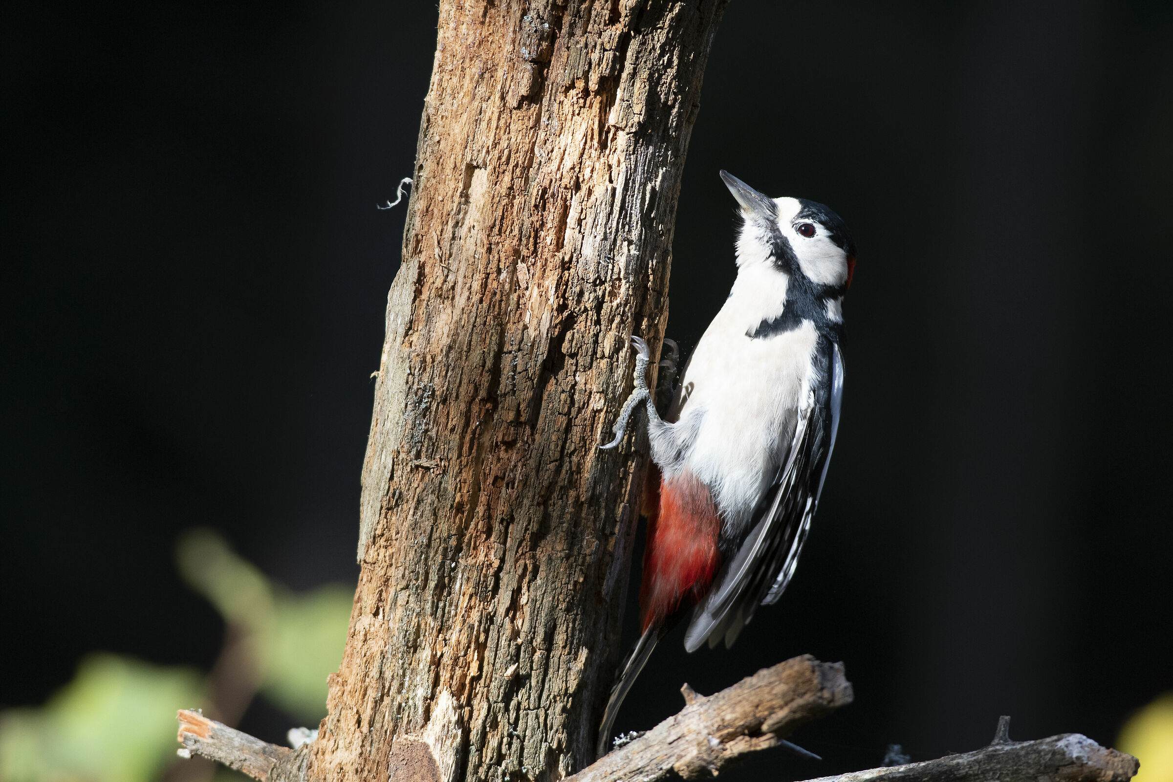 Picchio rosso maggiore