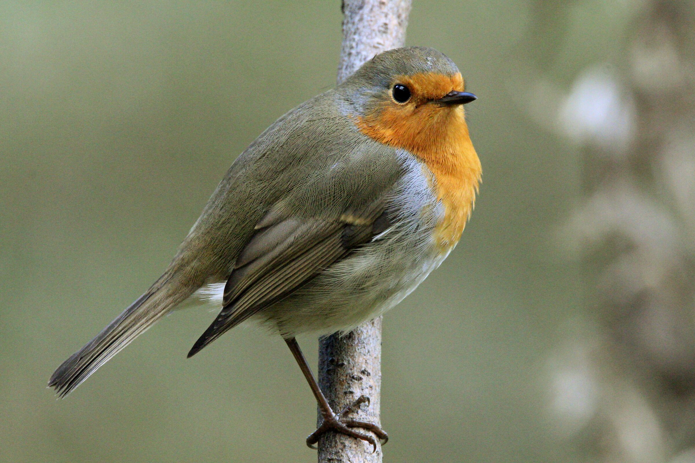 pettirosso ottobre 2019