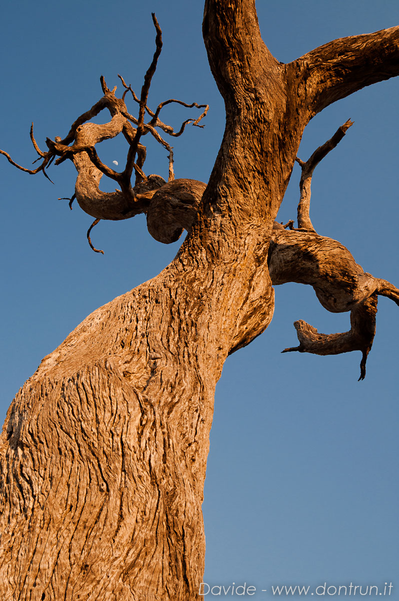 Dead tree and the moon