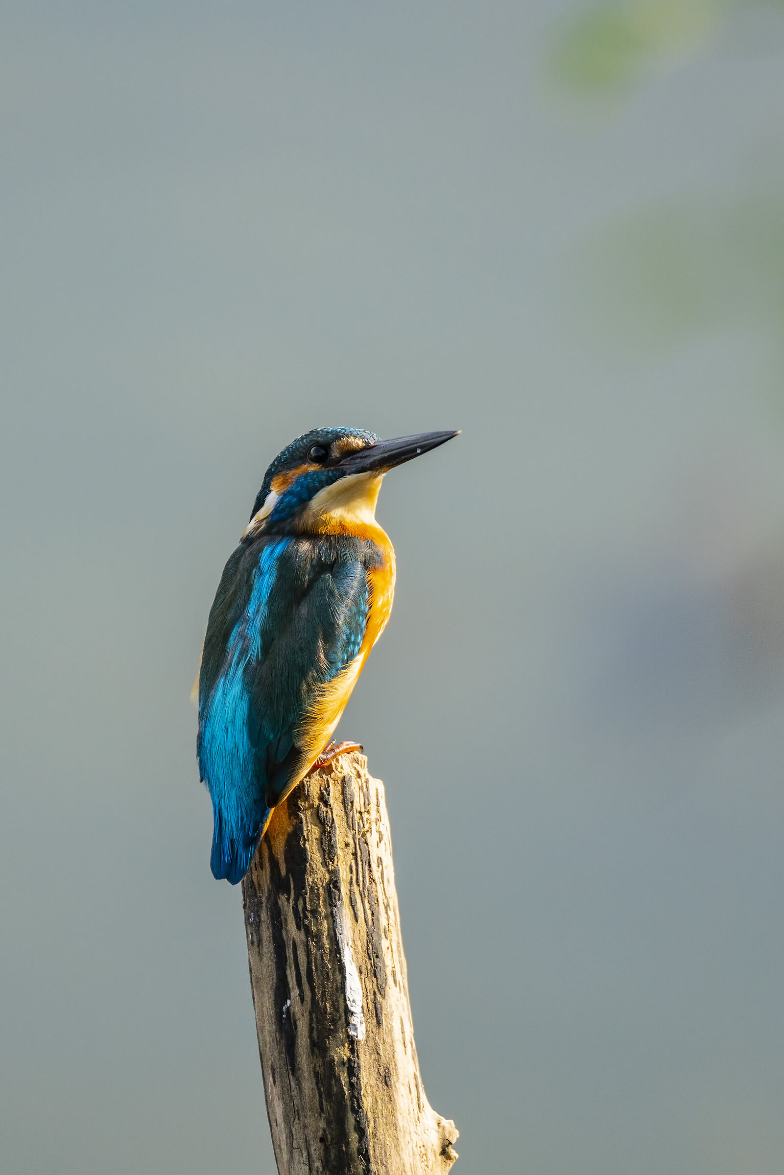Martin, Isle of Cona October 2019